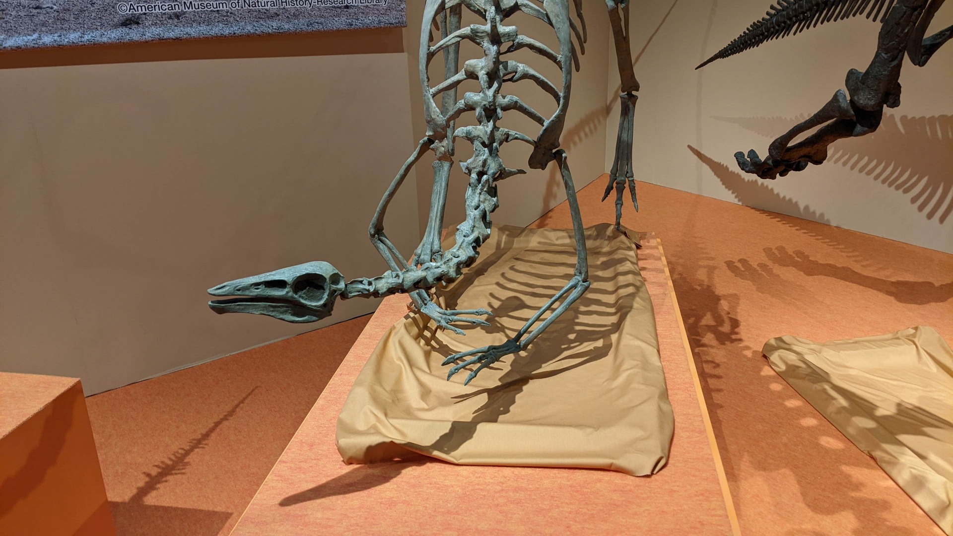 アーケオルニトミムス / イベント: 化石ハンター展 ～ゴビ砂漠の恐竜とヒマラヤの超大型獣～の写真