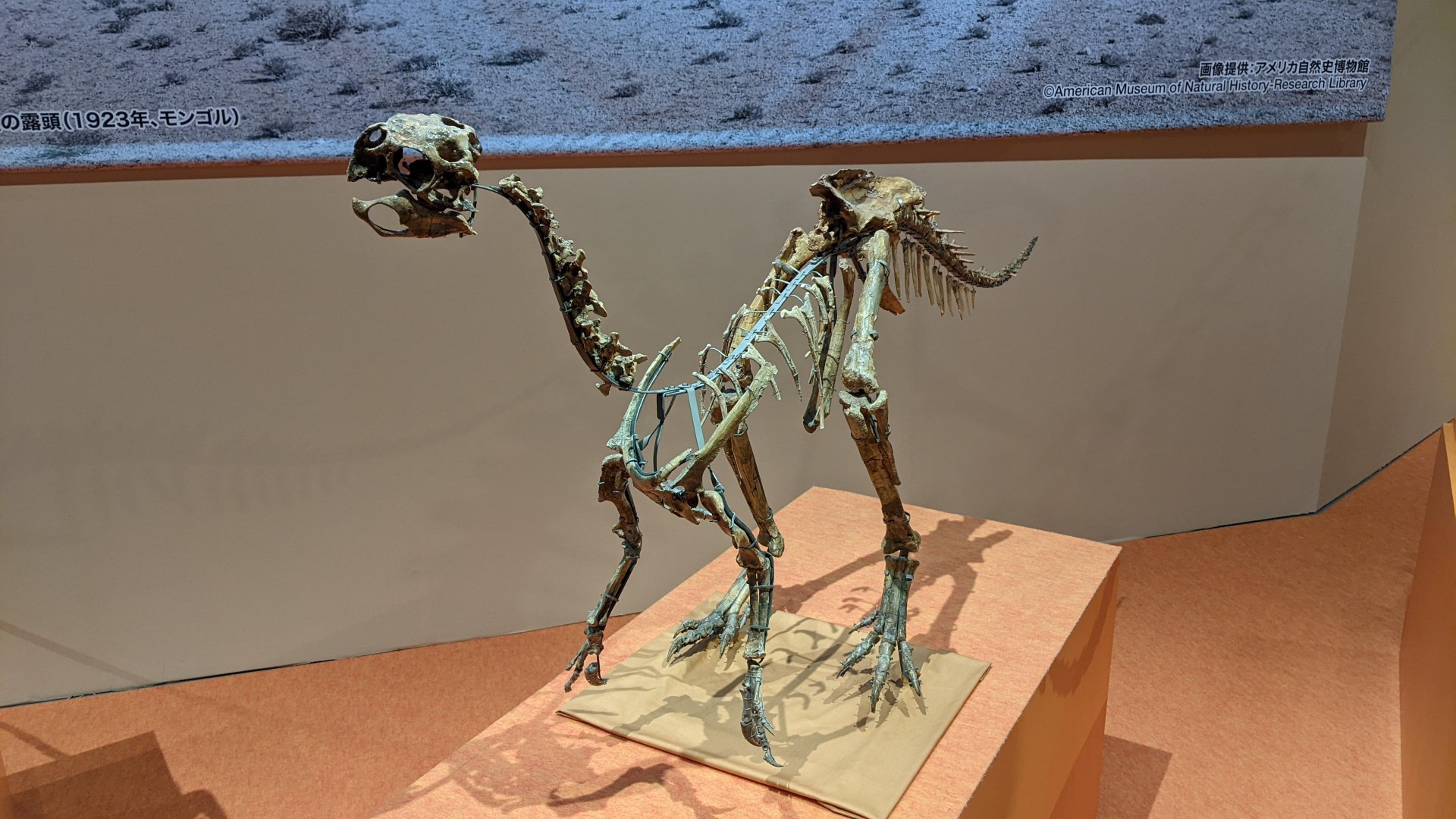ヘユアンニア / イベント: 化石ハンター展 ～ゴビ砂漠の恐竜とヒマラヤの超大型獣～の写真