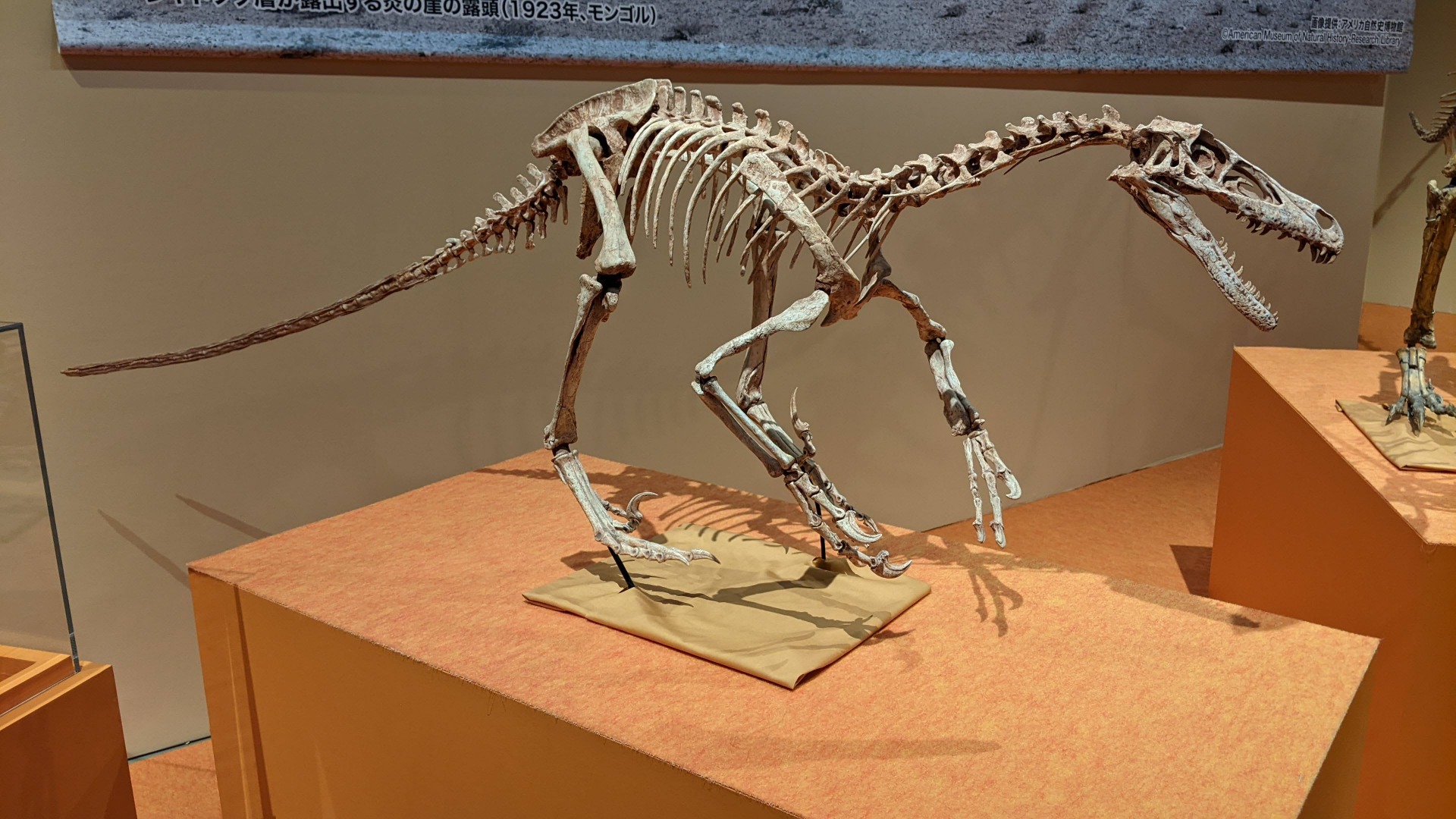 ヴェロキラプトル / イベント: 化石ハンター展 ～ゴビ砂漠の恐竜とヒマラヤの超大型獣～の写真
