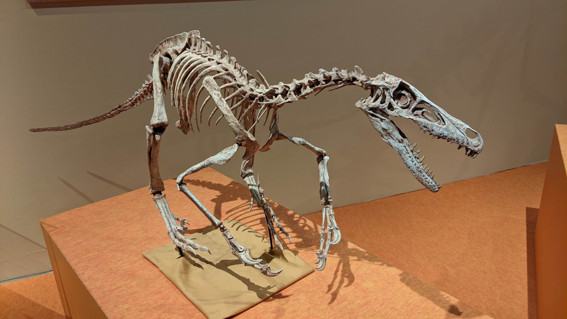 ヴェロキラプトル / イベント: 化石ハンター展 ～ゴビ砂漠の恐竜とヒマラヤの超大型獣～の写真
