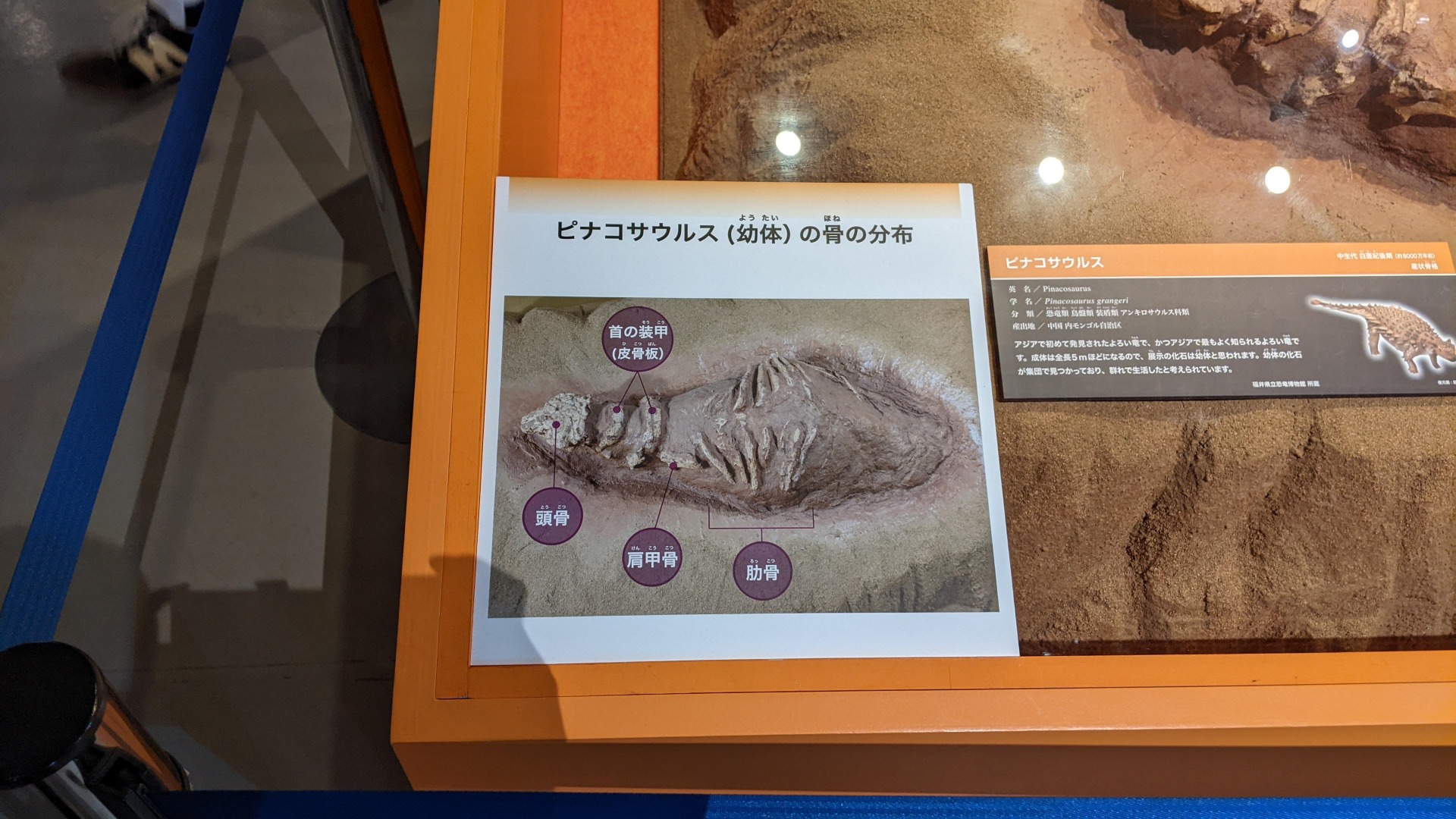 ピナコサウルス / イベント: 化石ハンター展 ～ゴビ砂漠の恐竜とヒマラヤの超大型獣～の写真