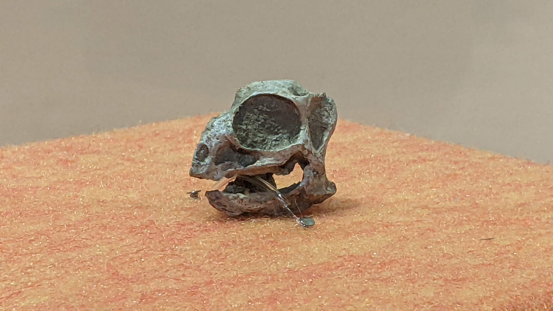 バガケラトプス / イベント: 化石ハンター展 ～ゴビ砂漠の恐竜とヒマラヤの超大型獣～の写真