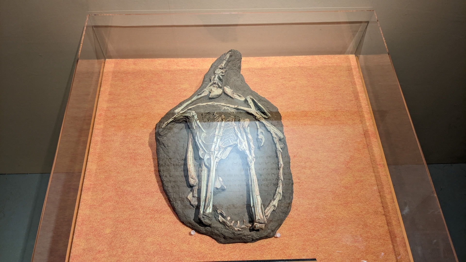シノルニトイデス / イベント: 化石ハンター展 ～ゴビ砂漠の恐竜とヒマラヤの超大型獣～の写真