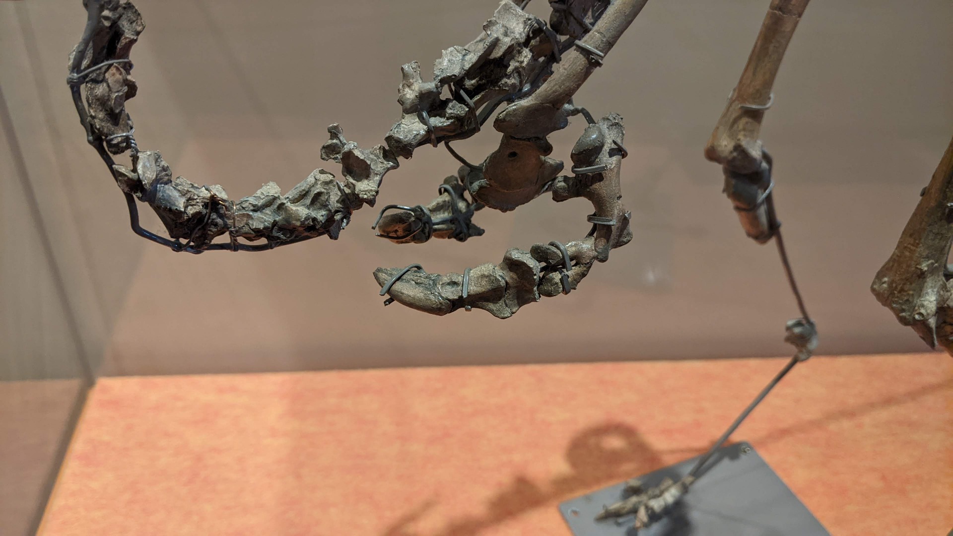 モノニクス / イベント: 化石ハンター展 ～ゴビ砂漠の恐竜とヒマラヤの超大型獣～の写真