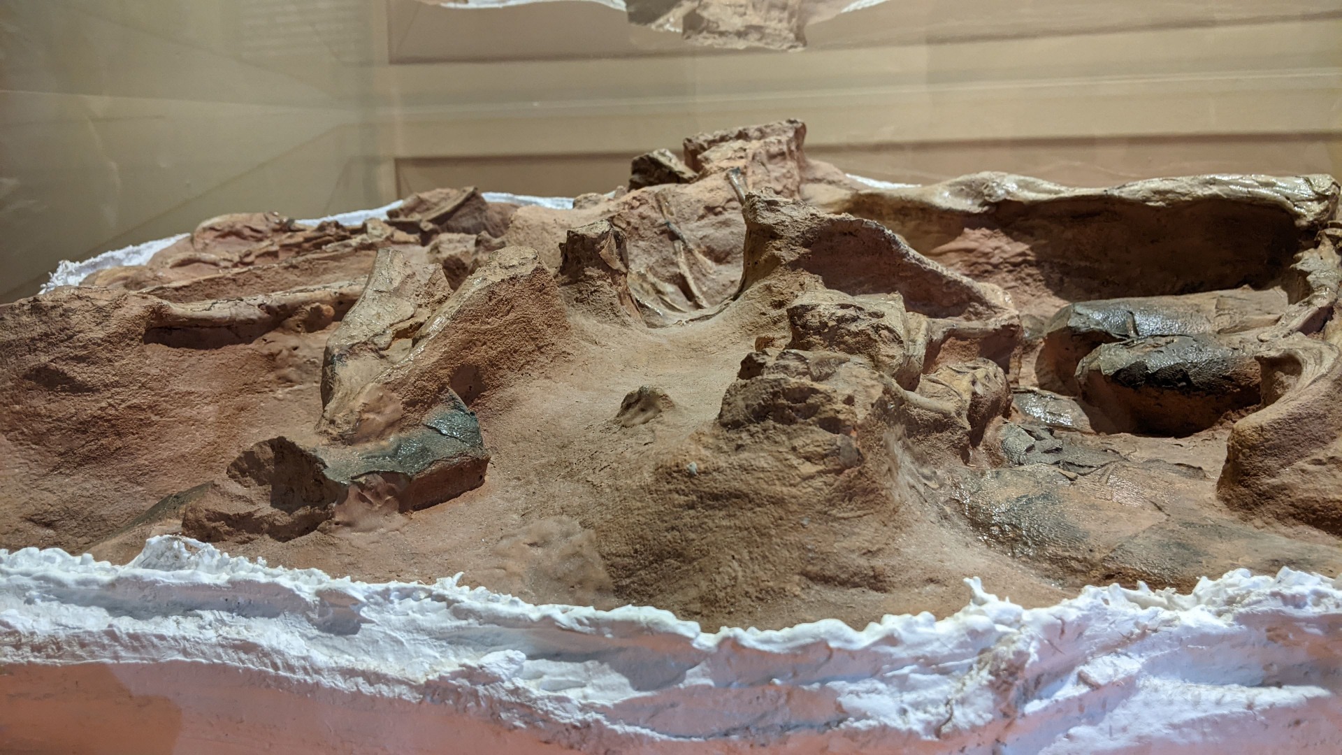シチパチ / イベント: 化石ハンター展 ～ゴビ砂漠の恐竜とヒマラヤの超大型獣～の写真