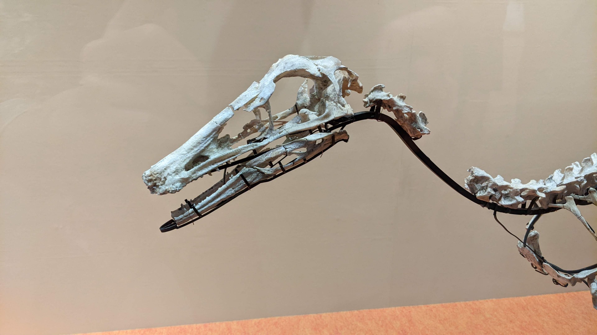 ゴビヴェナトル / イベント: 化石ハンター展 ～ゴビ砂漠の恐竜とヒマラヤの超大型獣～の写真