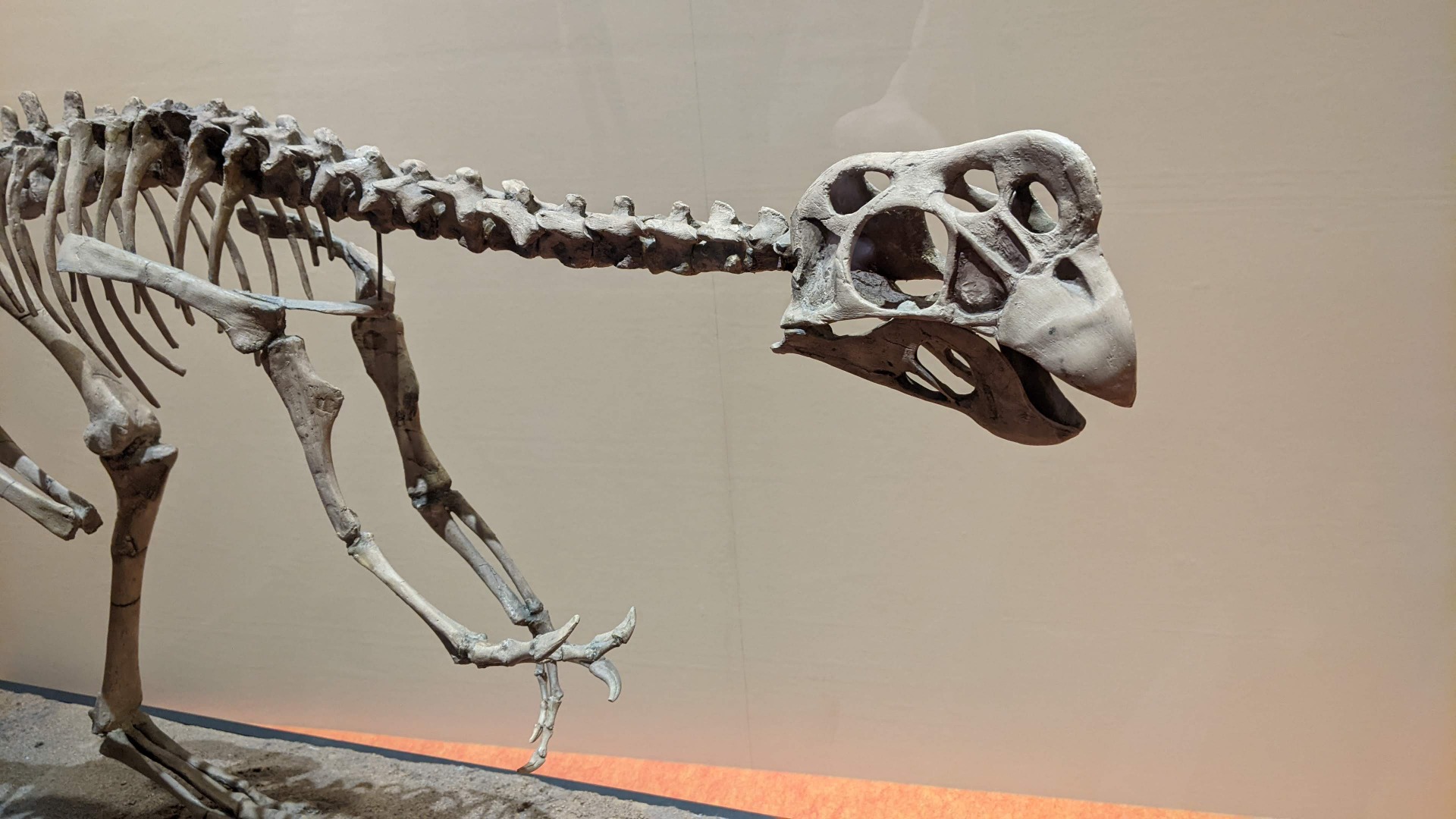 ネメグトマイア / イベント: 化石ハンター展 ～ゴビ砂漠の恐竜とヒマラヤの超大型獣～の写真