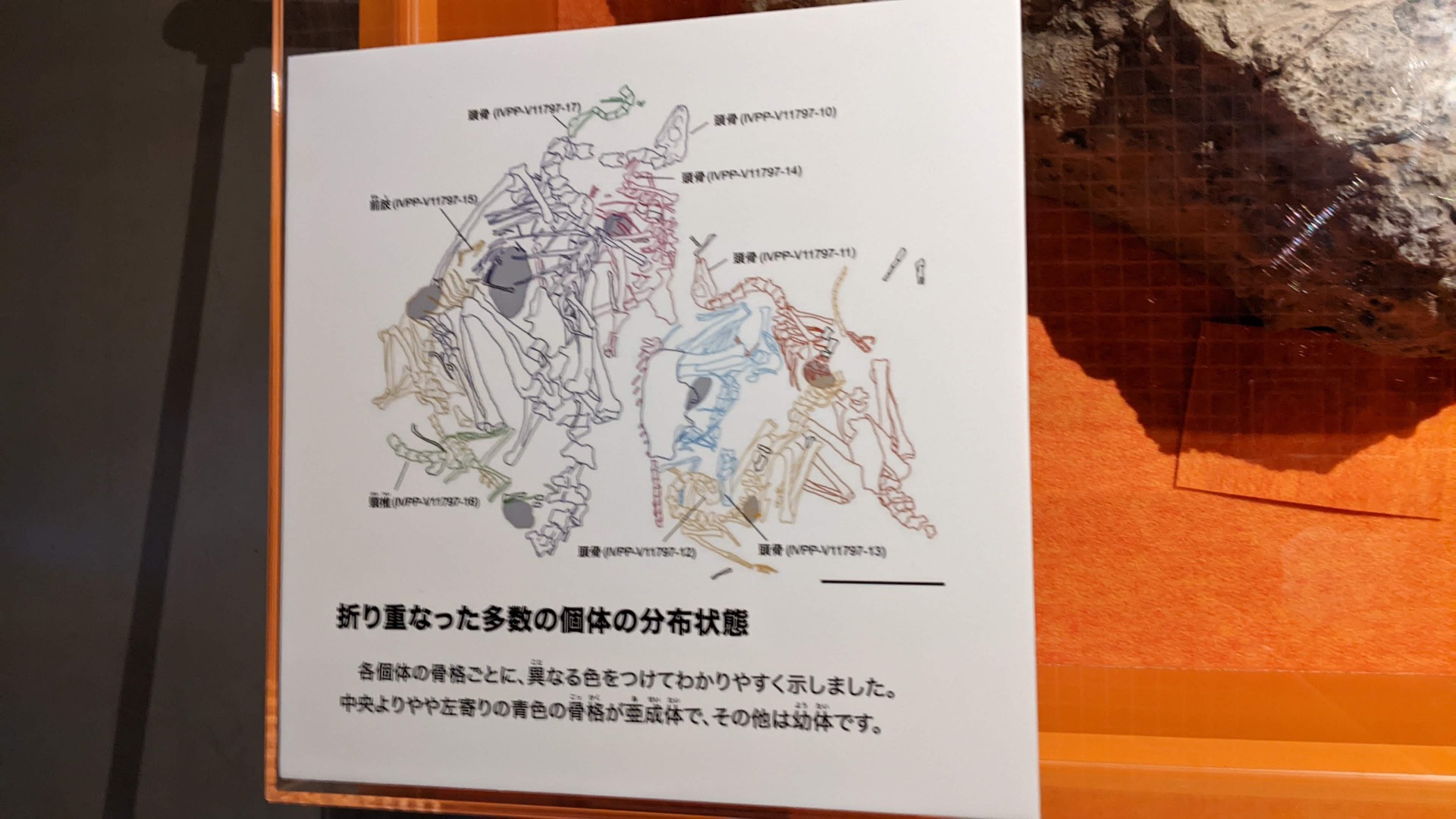 シノルニトミムス / イベント: 化石ハンター展 ～ゴビ砂漠の恐竜とヒマラヤの超大型獣～の写真