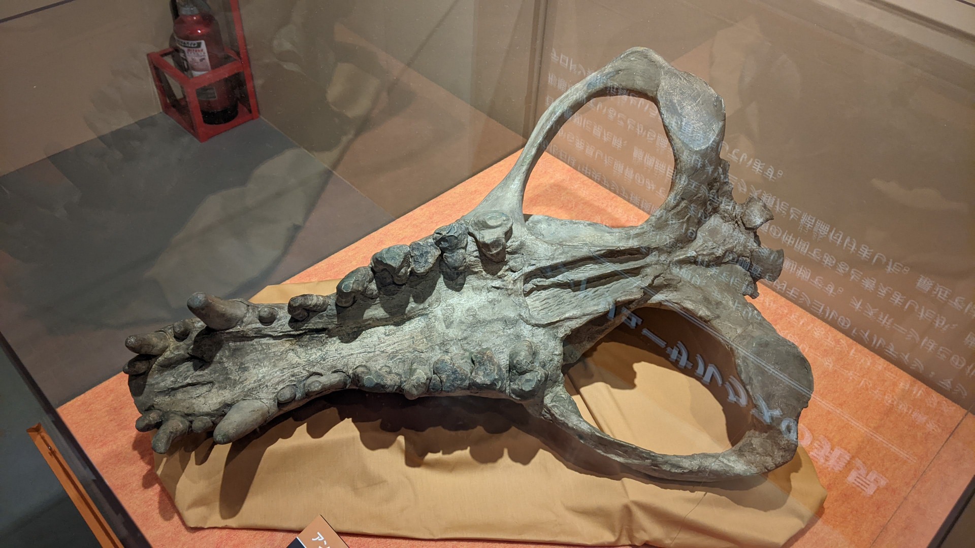 アンドリューサルクス / イベント: 化石ハンター展 ～ゴビ砂漠の恐竜とヒマラヤの超大型獣～の写真