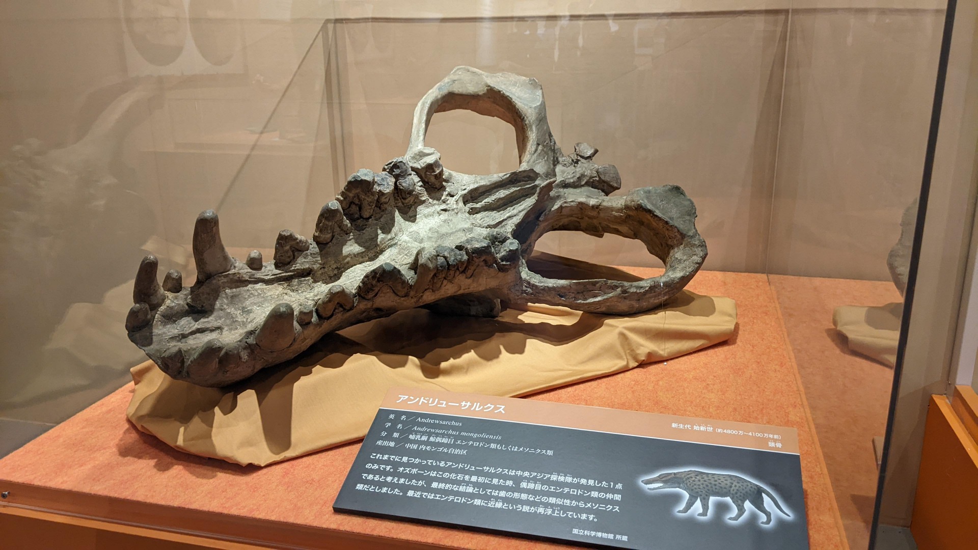 アンドリューサルクス / イベント: 化石ハンター展 ～ゴビ砂漠の恐竜とヒマラヤの超大型獣～の写真