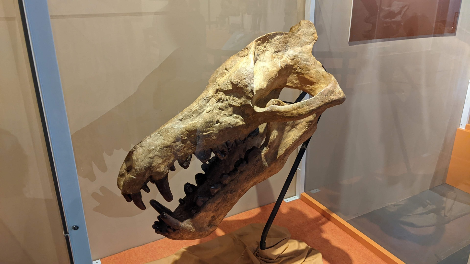 アンドリューサルクス / イベント: 化石ハンター展 ～ゴビ砂漠の恐竜とヒマラヤの超大型獣～の写真