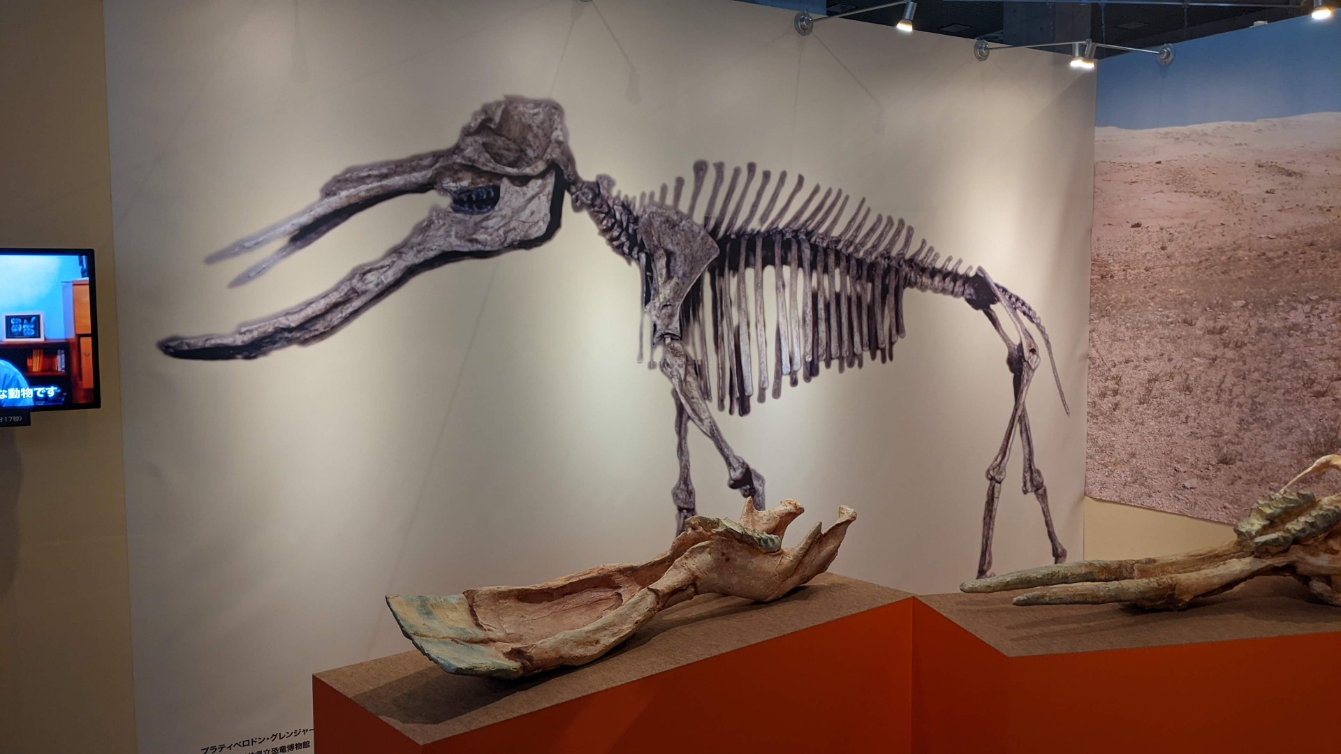 プラティベロドン / イベント: 化石ハンター展 ～ゴビ砂漠の恐竜とヒマラヤの超大型獣～の写真