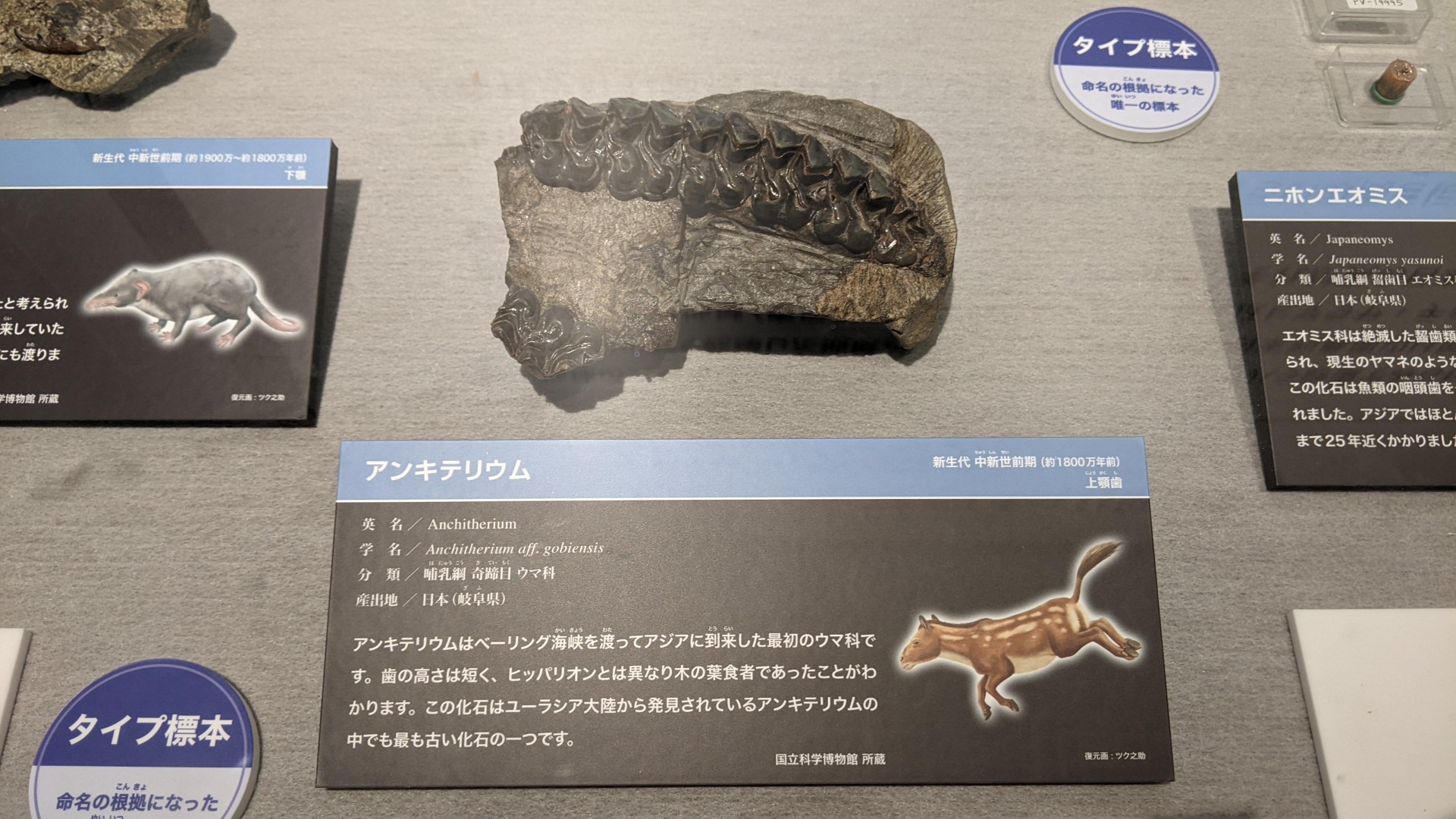 アンキテリウム / イベント: 化石ハンター展 ～ゴビ砂漠の恐竜とヒマラヤの超大型獣～の写真