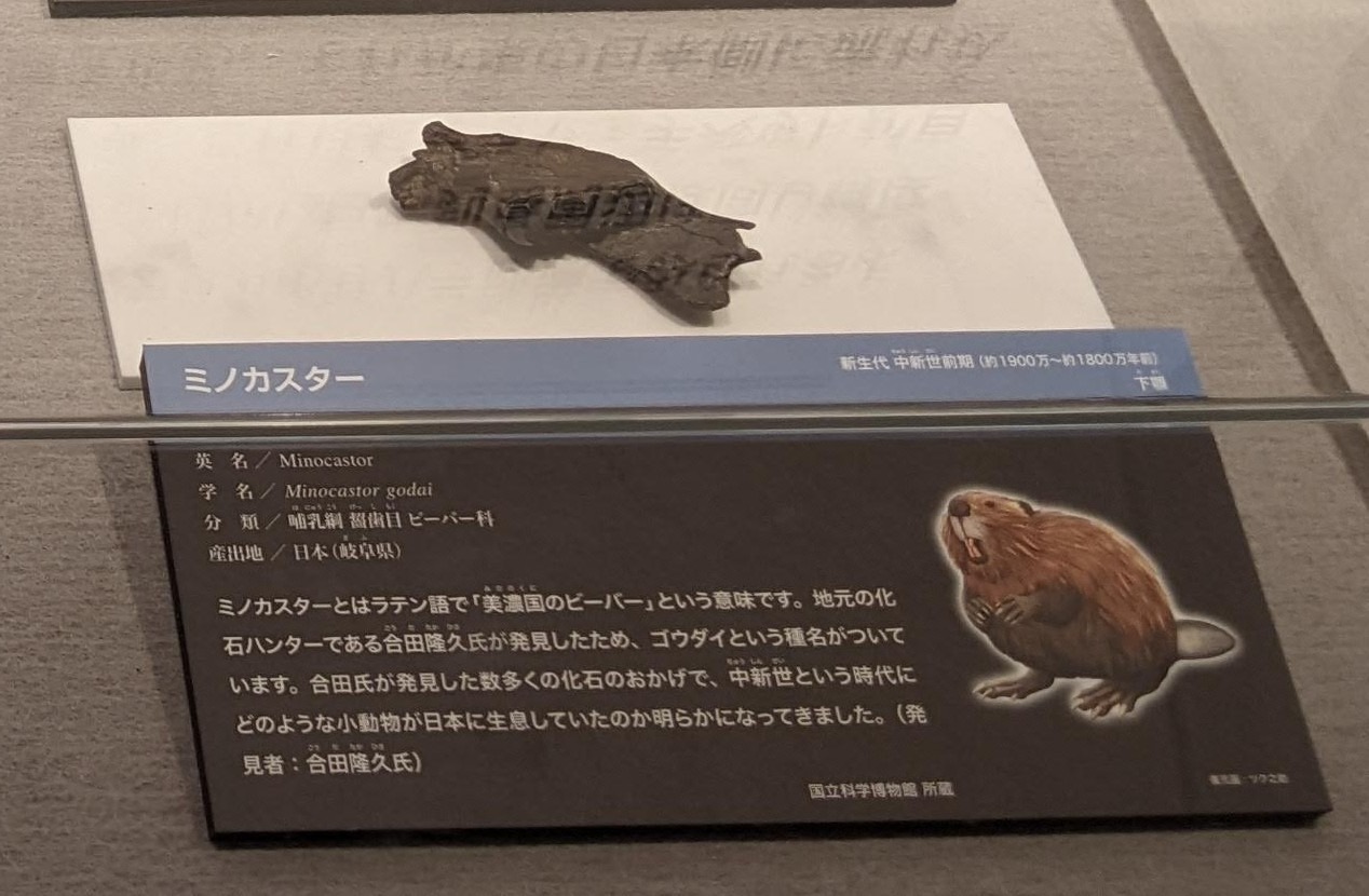 ミノカスター / イベント: 化石ハンター展 ～ゴビ砂漠の恐竜とヒマラヤの超大型獣～の写真