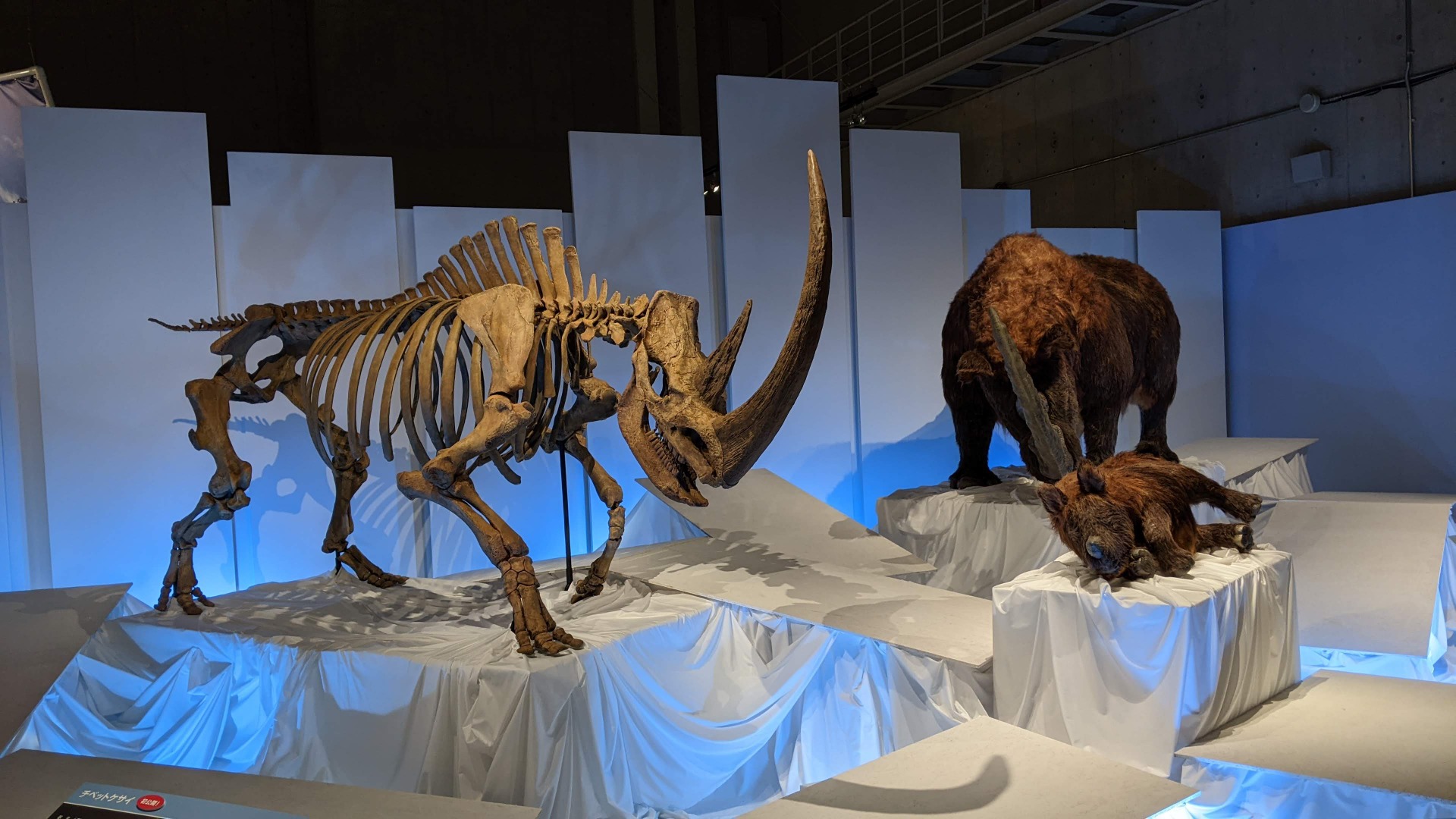 チベットケサイ / イベント: 化石ハンター展 ～ゴビ砂漠の恐竜とヒマラヤの超大型獣～の写真