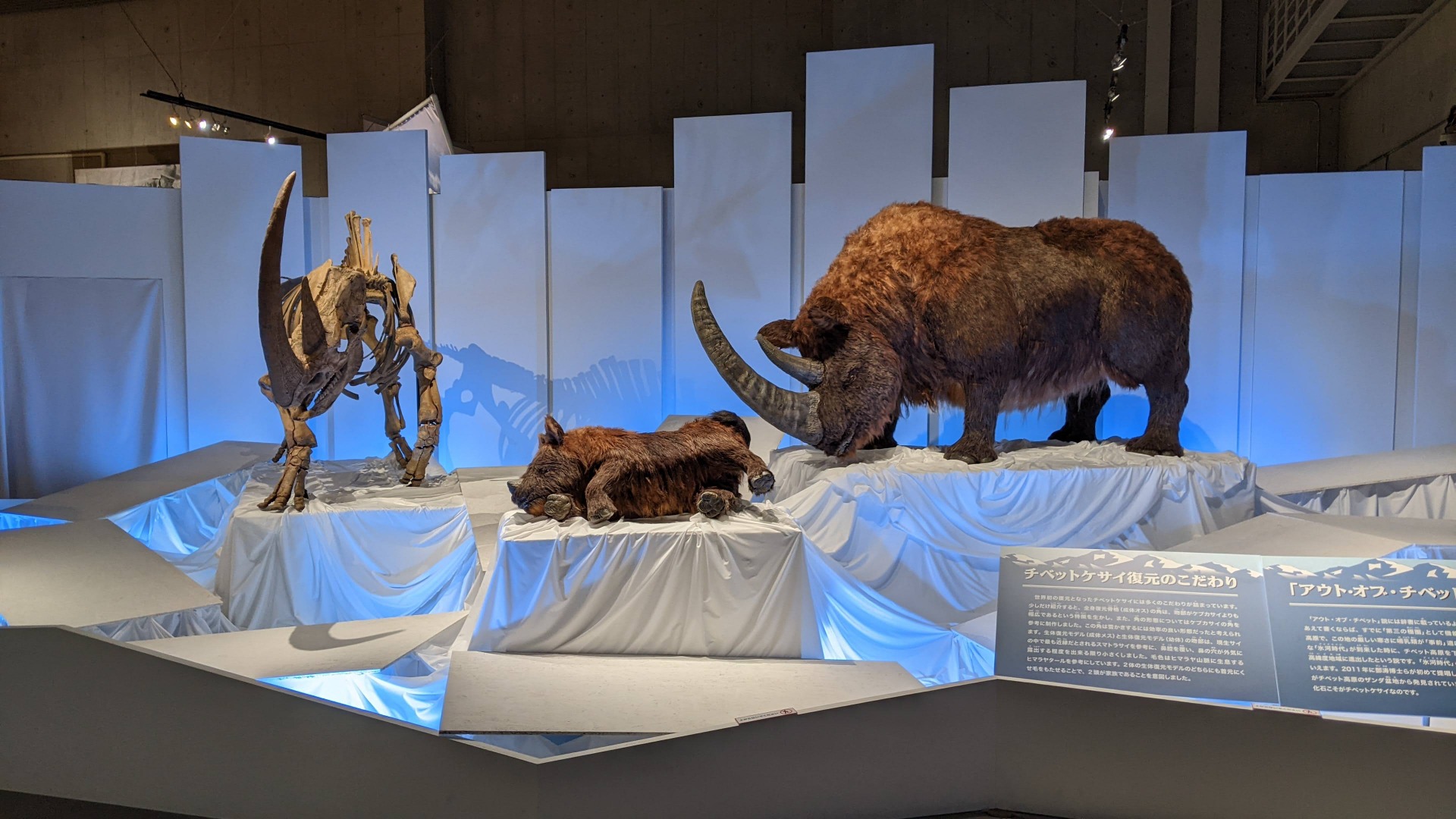 チベットケサイ / イベント: 化石ハンター展 ～ゴビ砂漠の恐竜とヒマラヤの超大型獣～の写真