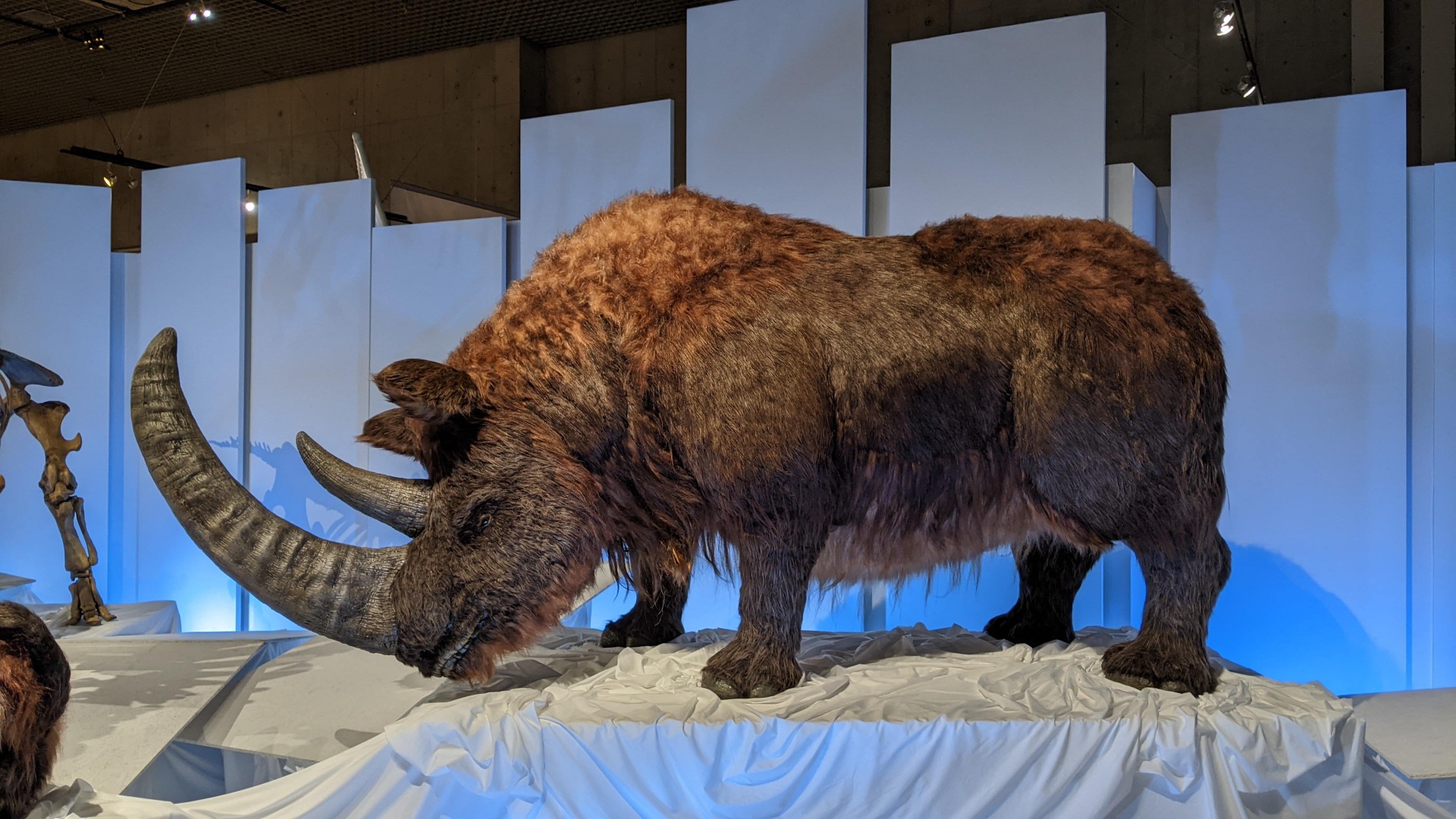 チベットケサイ / イベント: 化石ハンター展 ～ゴビ砂漠の恐竜とヒマラヤの超大型獣～の写真
