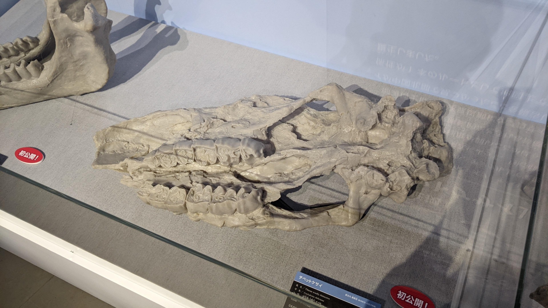 チベットケサイ / イベント: 化石ハンター展 ～ゴビ砂漠の恐竜とヒマラヤの超大型獣～の写真