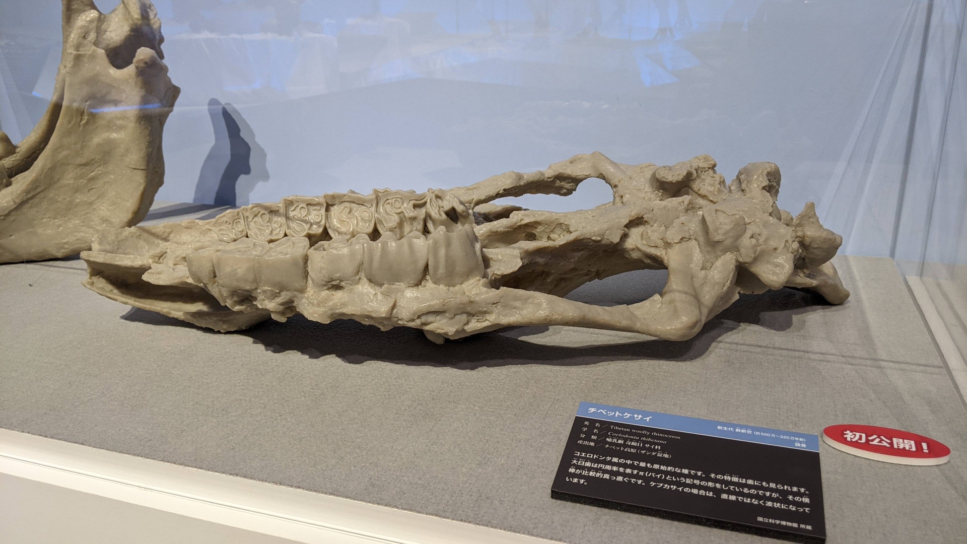 チベットケサイ / イベント: 化石ハンター展 ～ゴビ砂漠の恐竜とヒマラヤの超大型獣～の写真