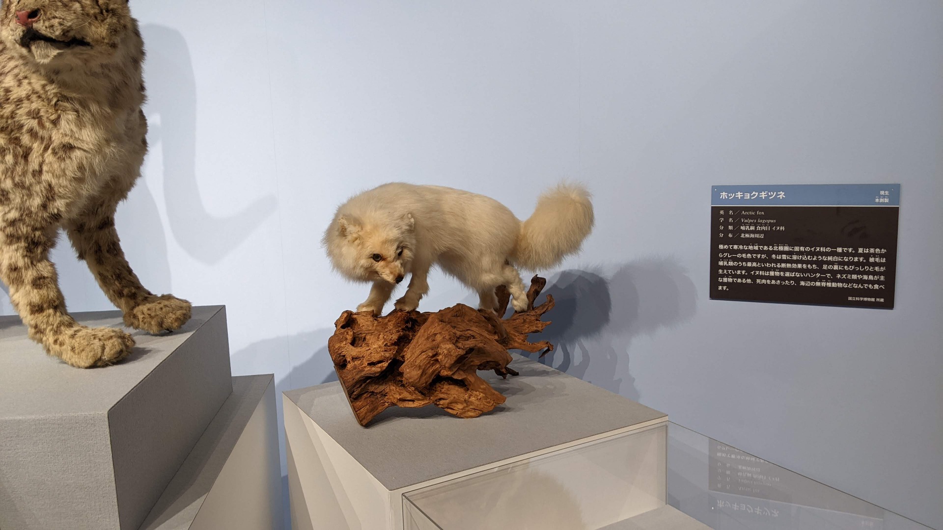 ホッキョクギツネ / イベント: 化石ハンター展 ～ゴビ砂漠の恐竜とヒマラヤの超大型獣～の写真