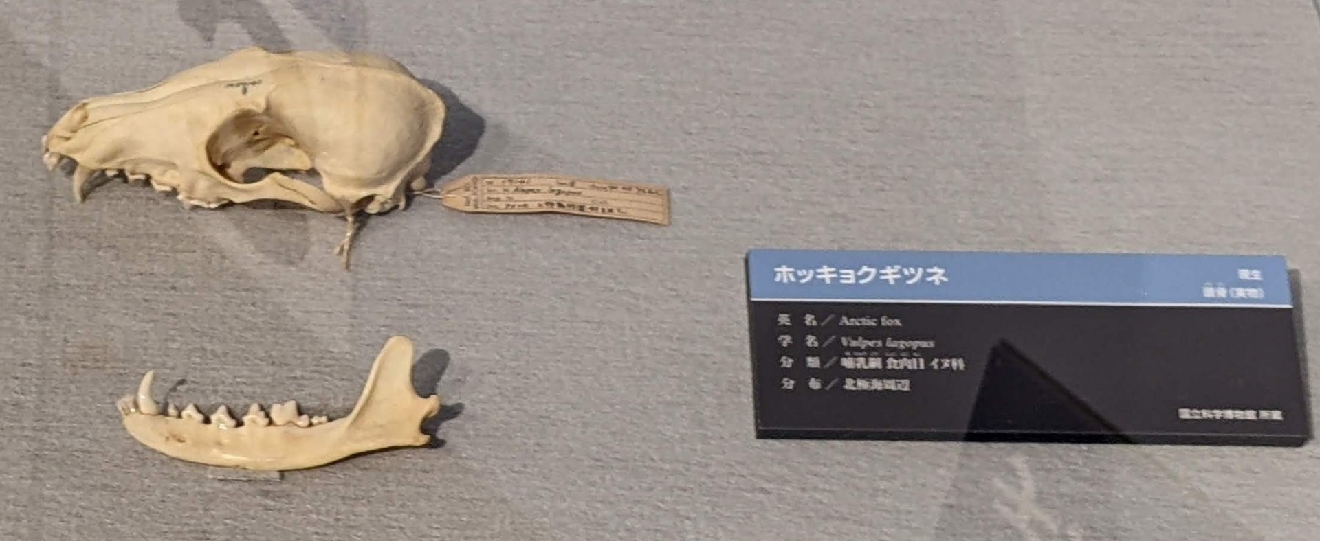 ホッキョクギツネ / イベント: 化石ハンター展 ～ゴビ砂漠の恐竜とヒマラヤの超大型獣～の写真