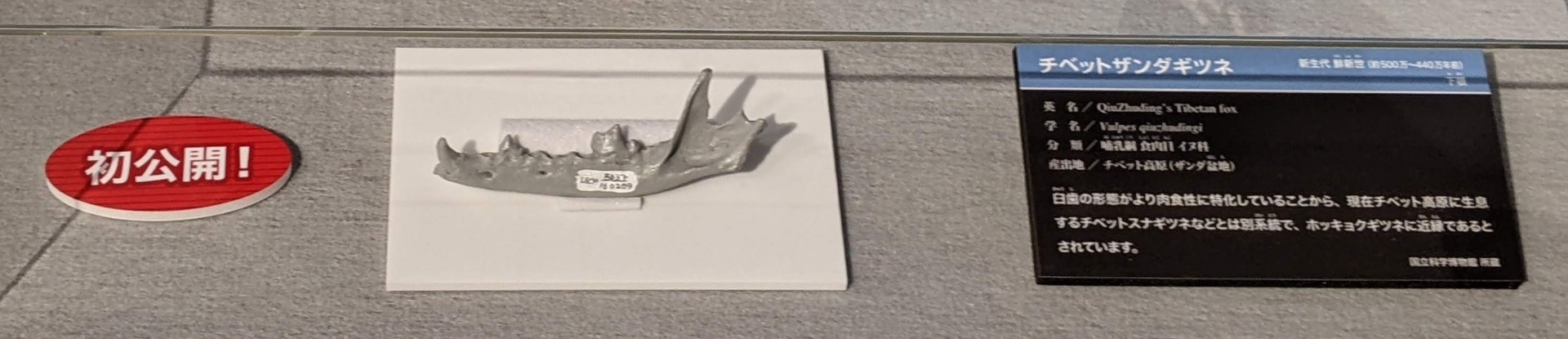 チベットザンダギツネ / イベント: 化石ハンター展 ～ゴビ砂漠の恐竜とヒマラヤの超大型獣～の写真