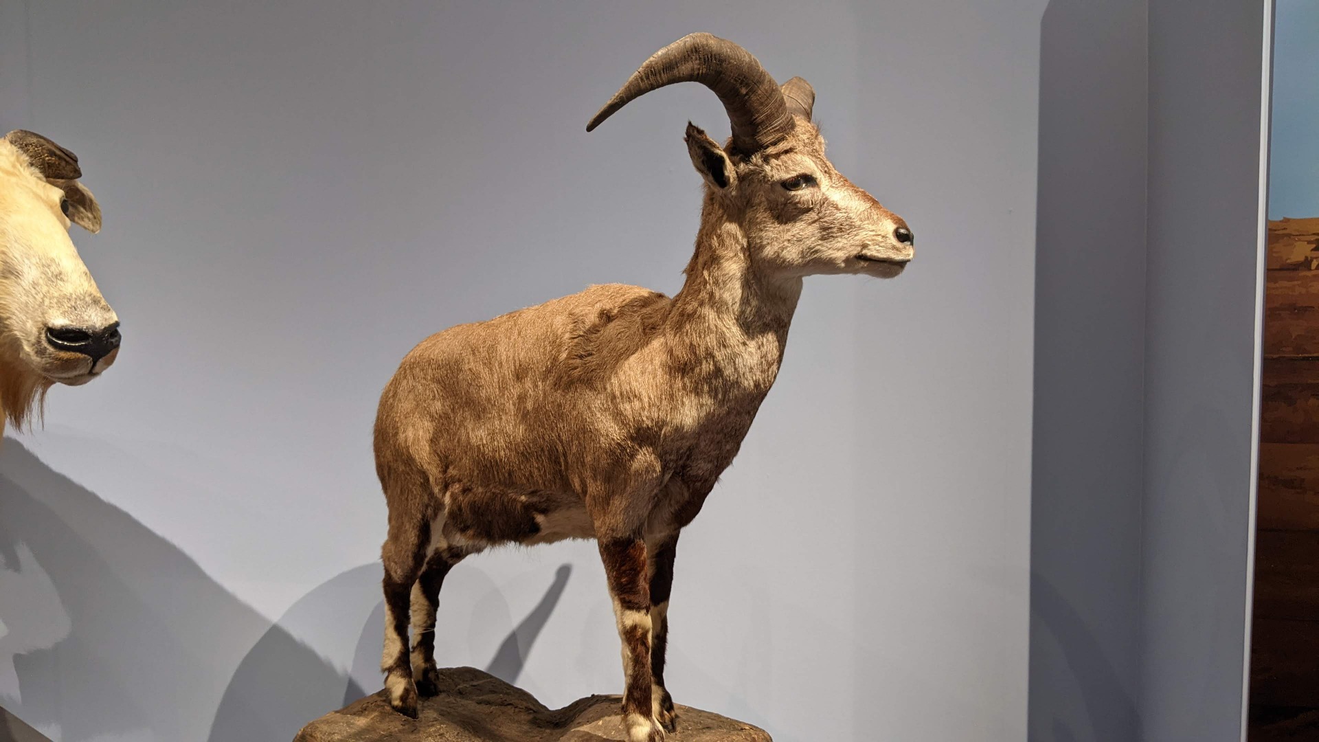バーラル / イベント: 化石ハンター展 ～ゴビ砂漠の恐竜とヒマラヤの超大型獣～の写真