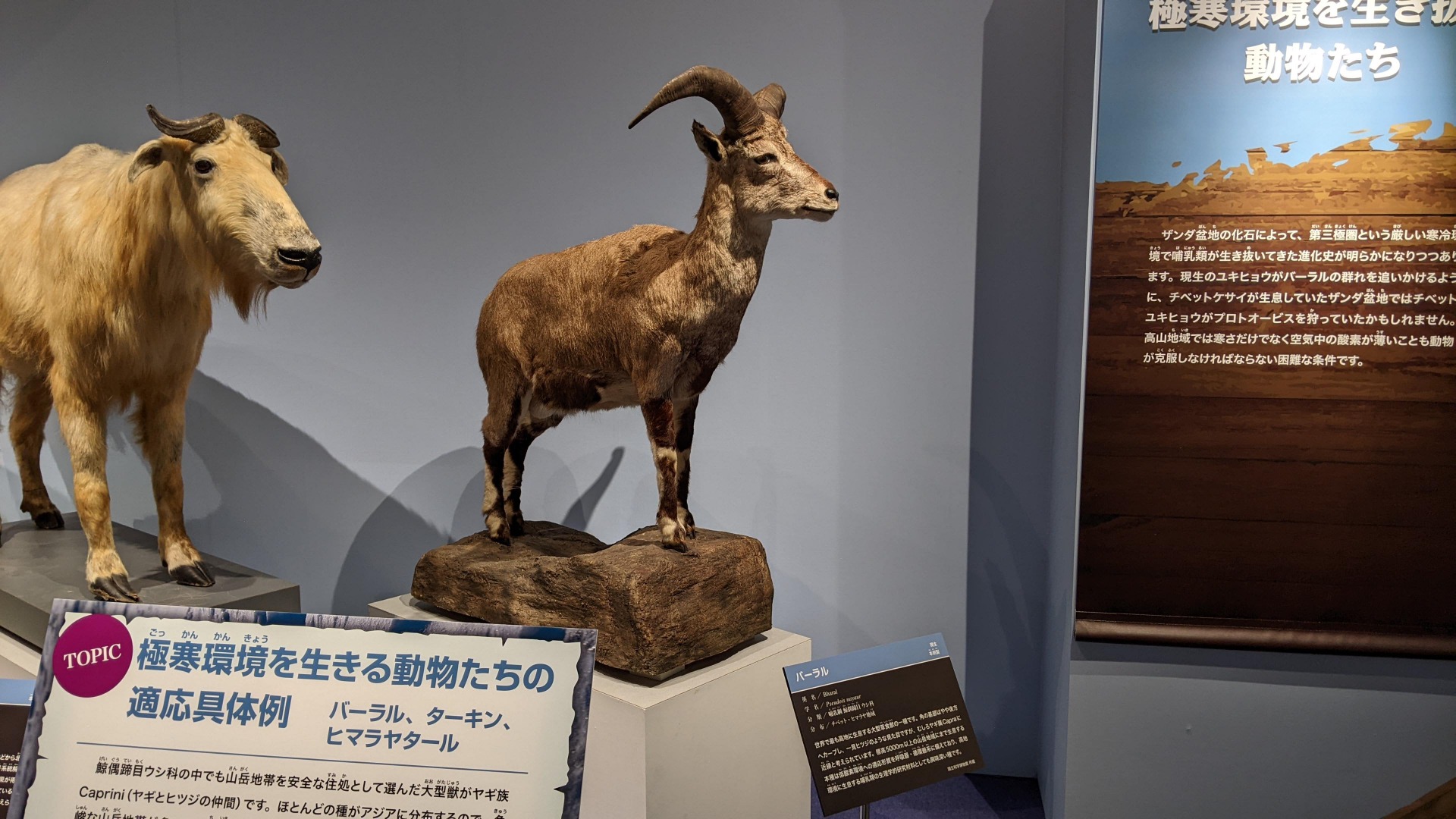 バーラル / イベント: 化石ハンター展 ～ゴビ砂漠の恐竜とヒマラヤの超大型獣～の写真