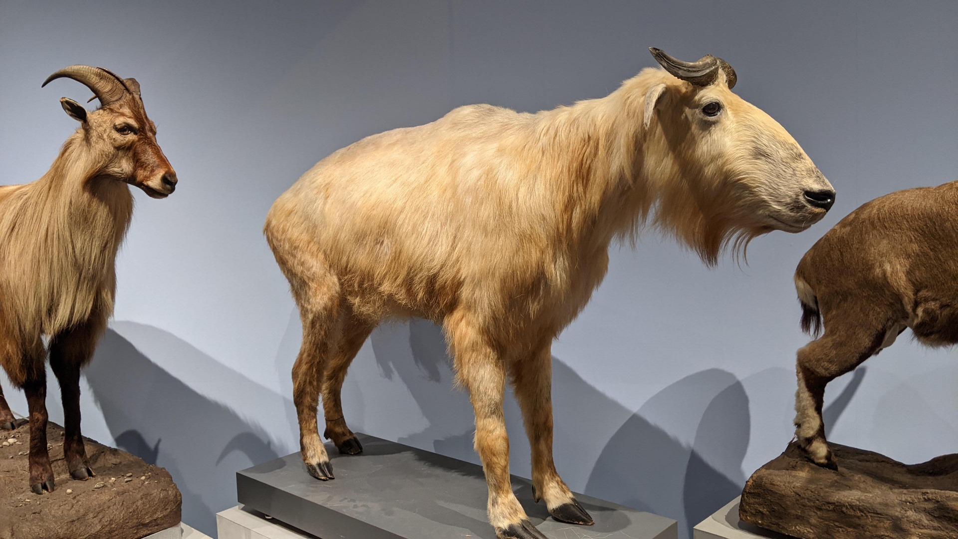 ターキン / イベント: 化石ハンター展 ～ゴビ砂漠の恐竜とヒマラヤの超大型獣～の写真