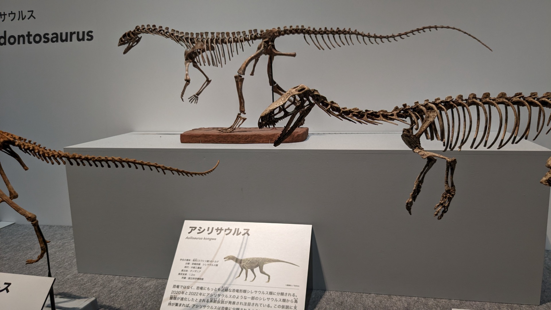 アシリサウルス / イベント: 恐竜博2023の写真