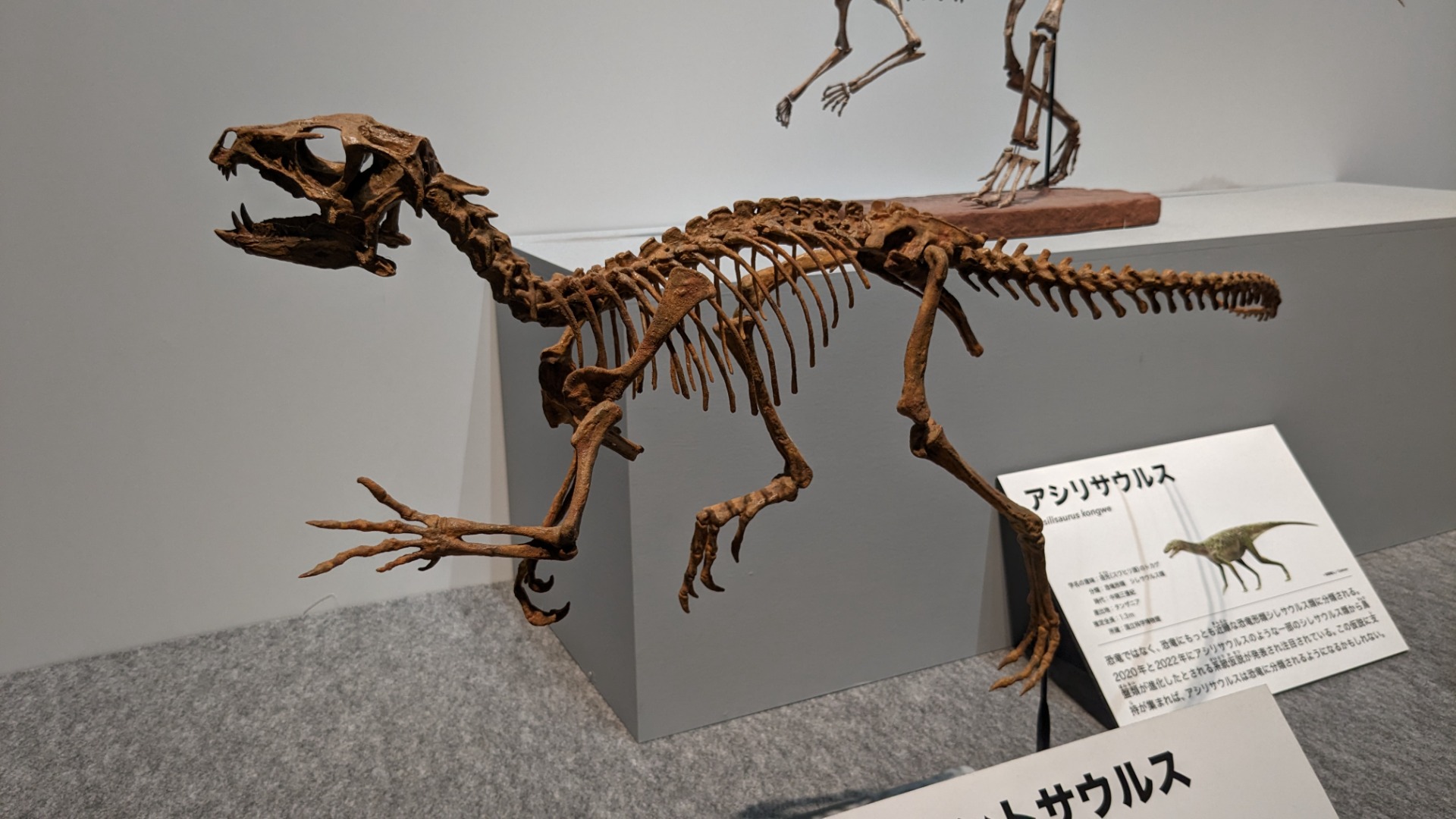 ヘテロドントサウルス / イベント: 恐竜博2023の写真