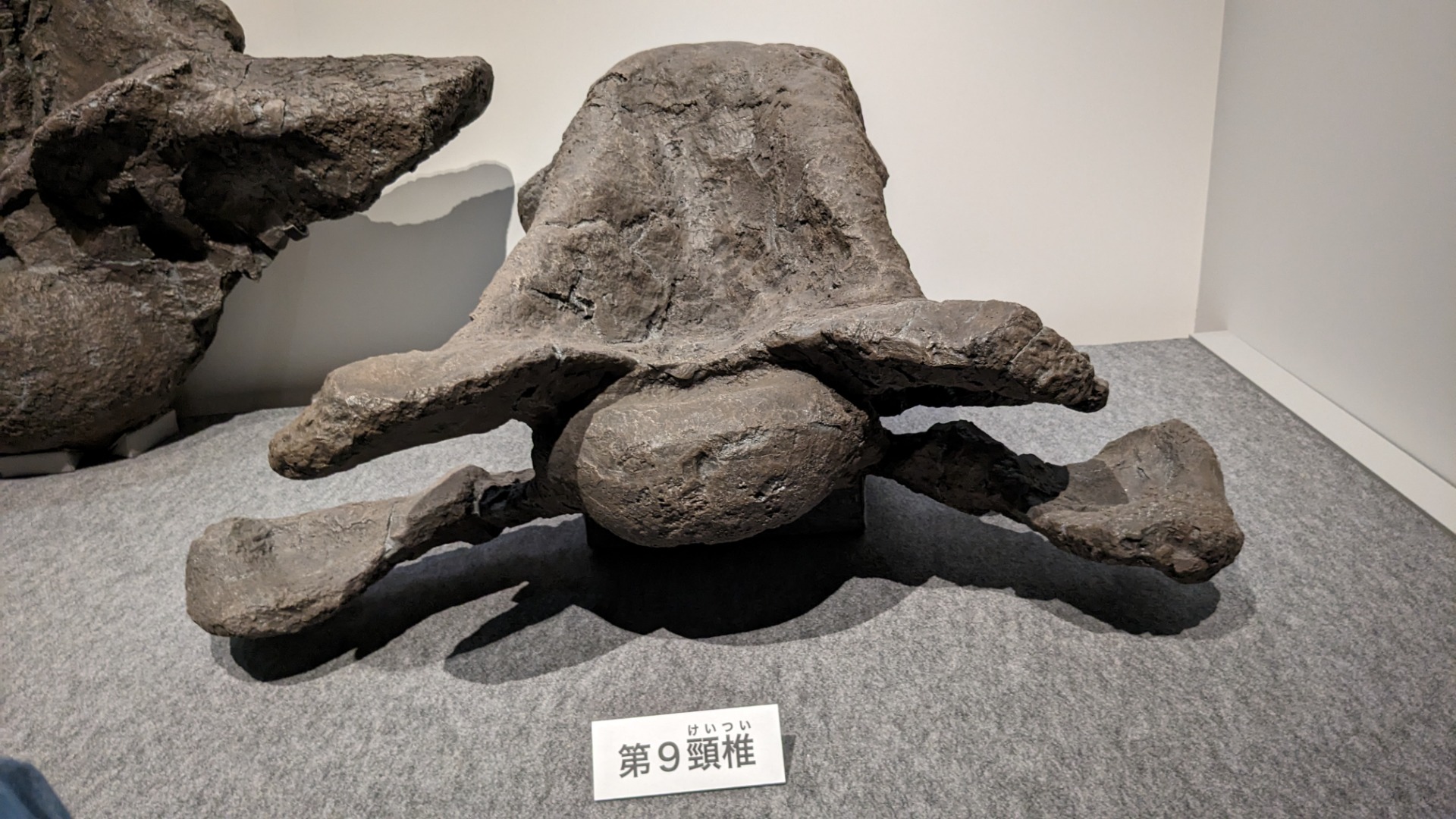 プエルタサウルス / イベント: 恐竜博2023の写真