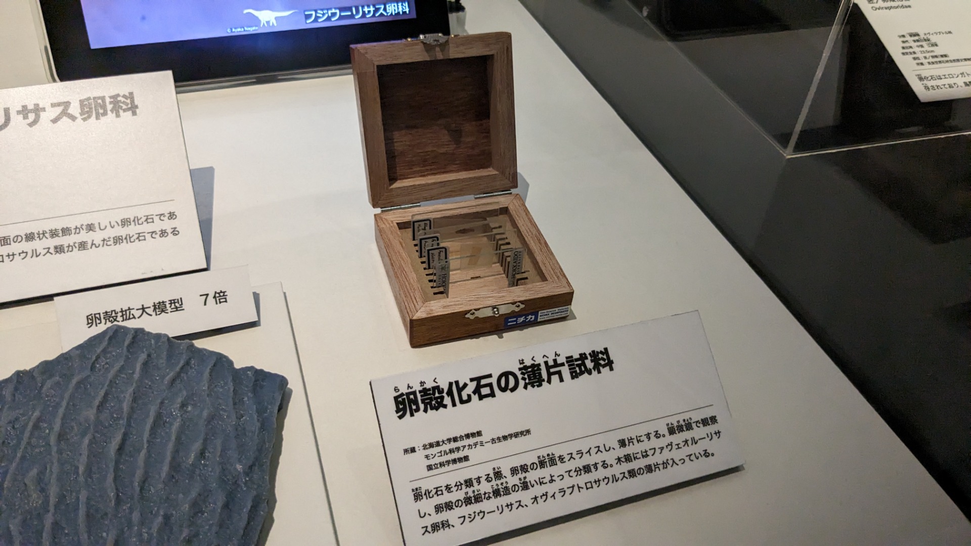 イベント: 恐竜博2023の写真