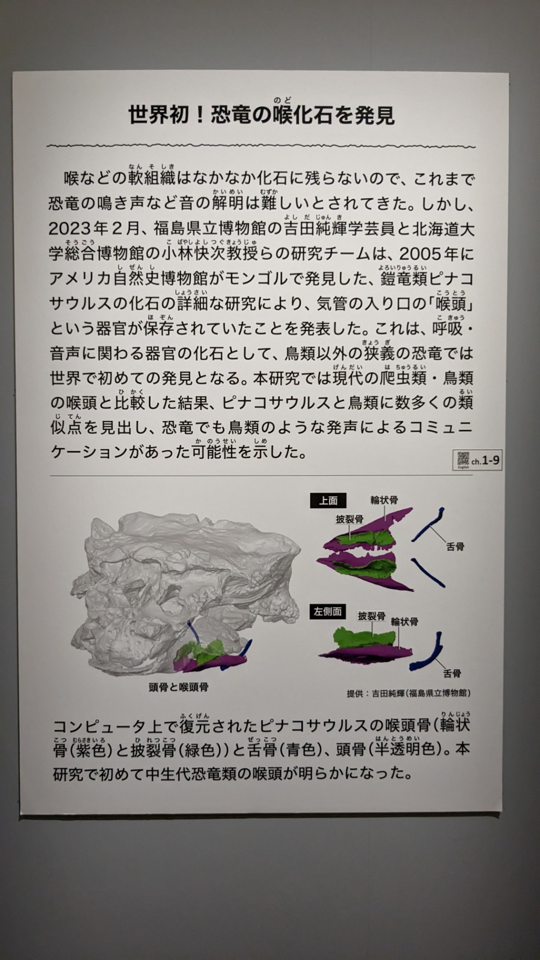 ピナコサウルス / イベント: 恐竜博2023の写真