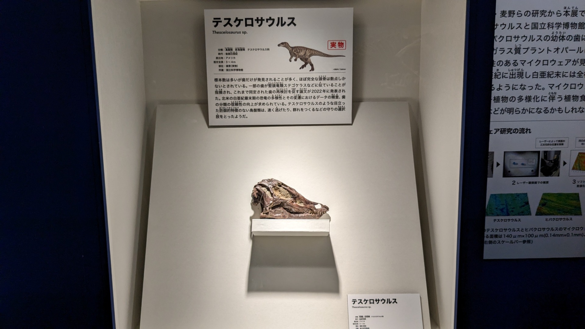 テスケロサウルス / イベント: 恐竜博2023の写真