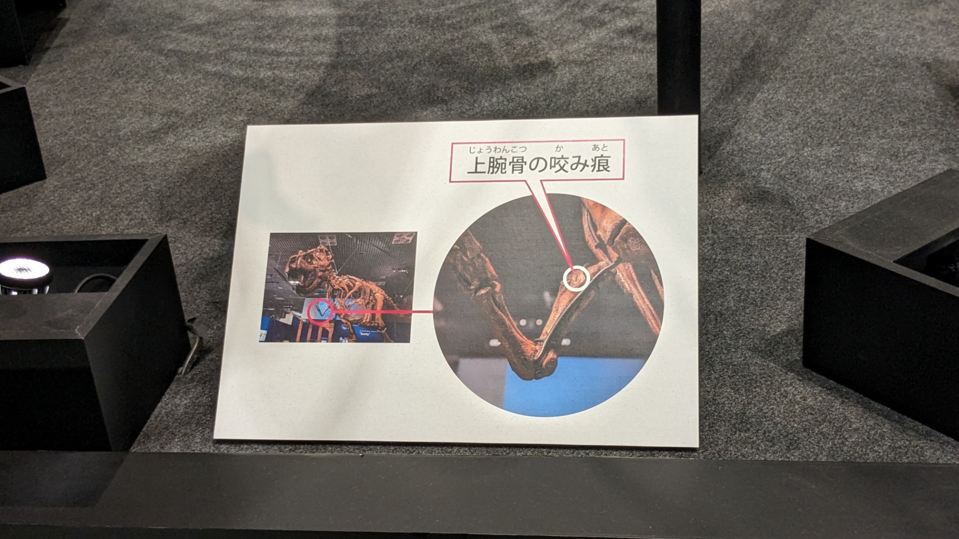 ティラノサウルス / イベント: 恐竜博2023の写真