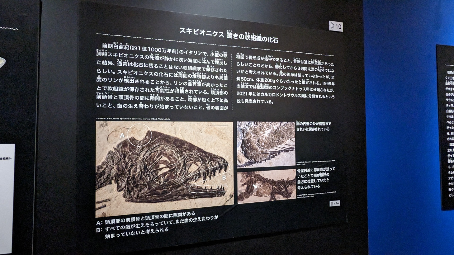 スキピオニクス / イベント: 恐竜博2023の写真