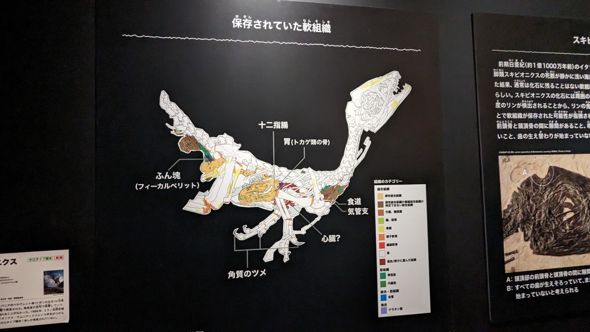スキピオニクス / イベント: 恐竜博2023の写真
