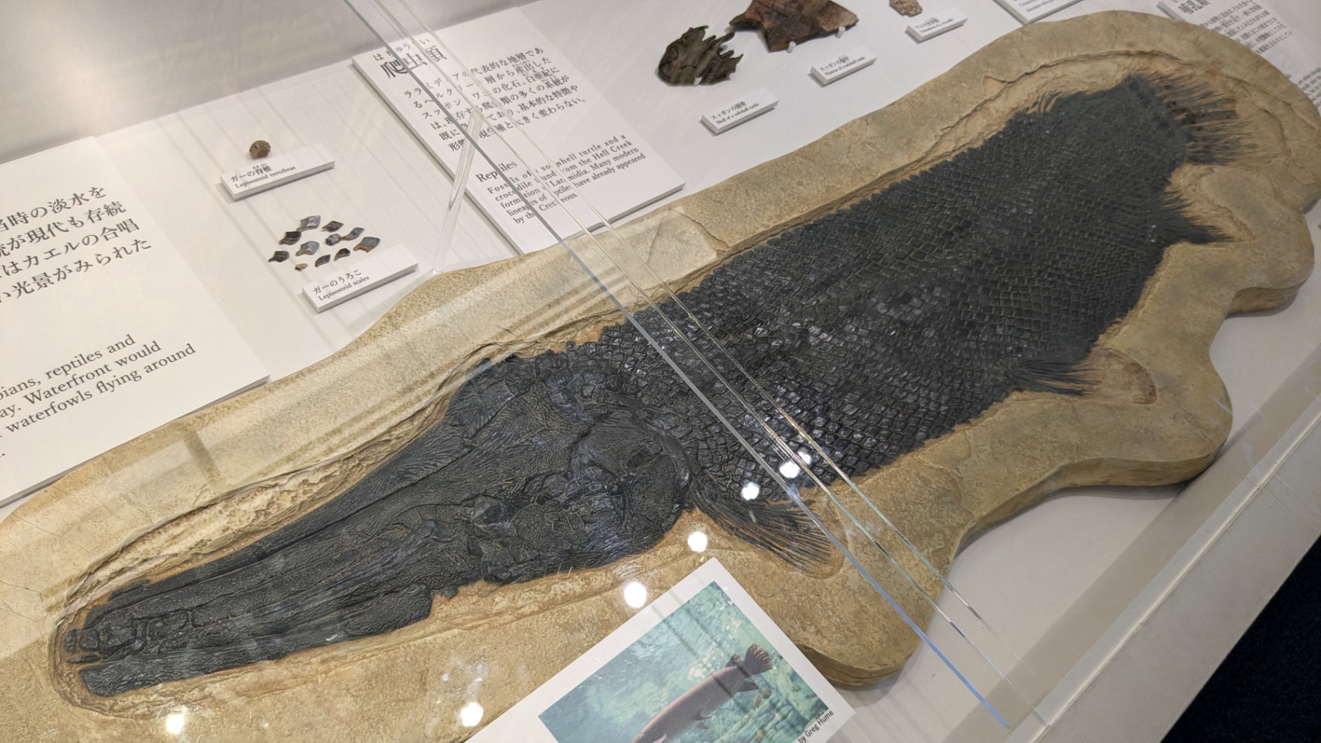 ガー / イベント: DinoScience 恐竜科学博 ～ララミディア大陸の恐竜物語～の写真