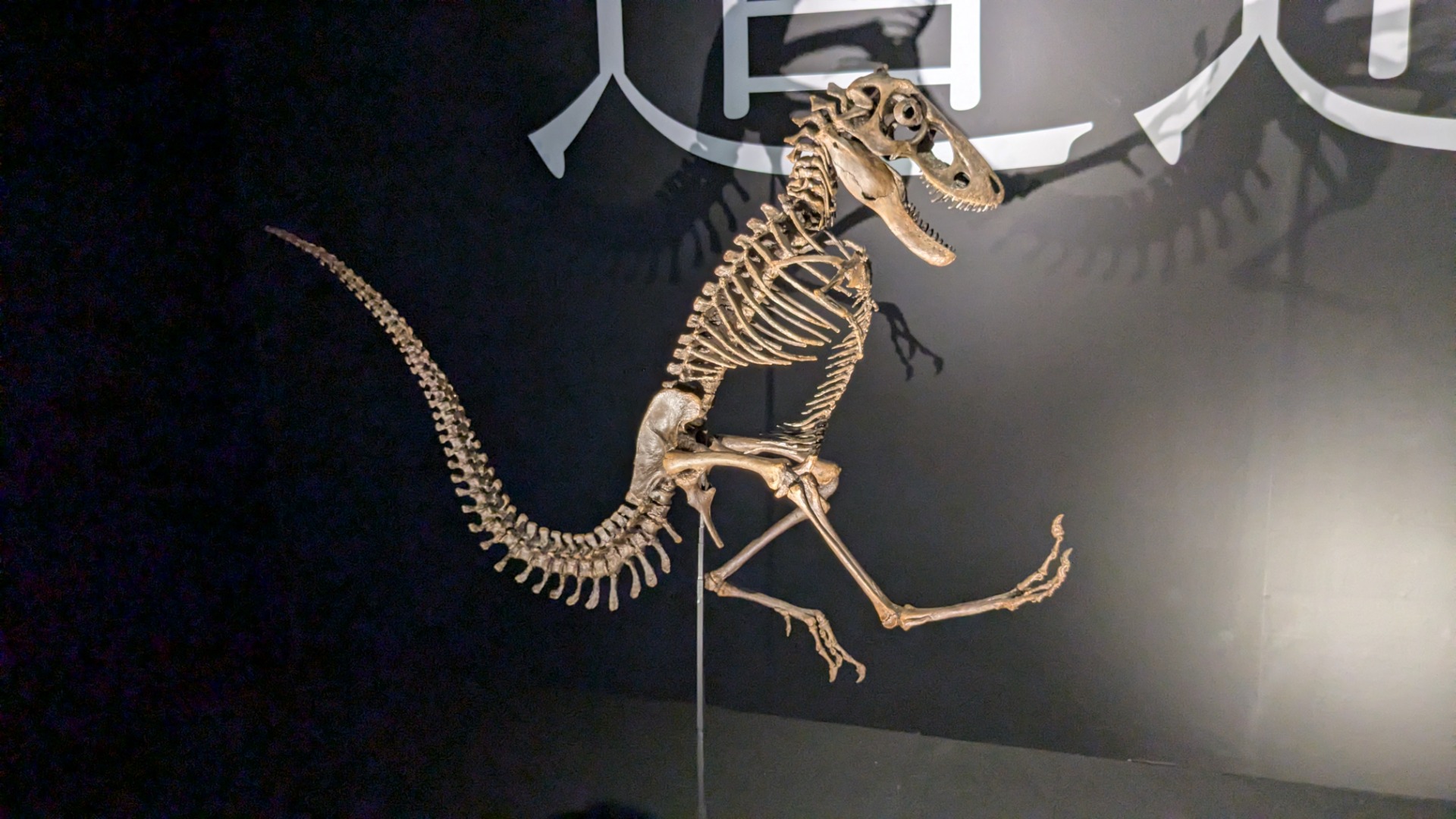 ティラノサウルス / イベント: DinoScience 恐竜科学博 ～ララミディア大陸の恐竜物語～の写真