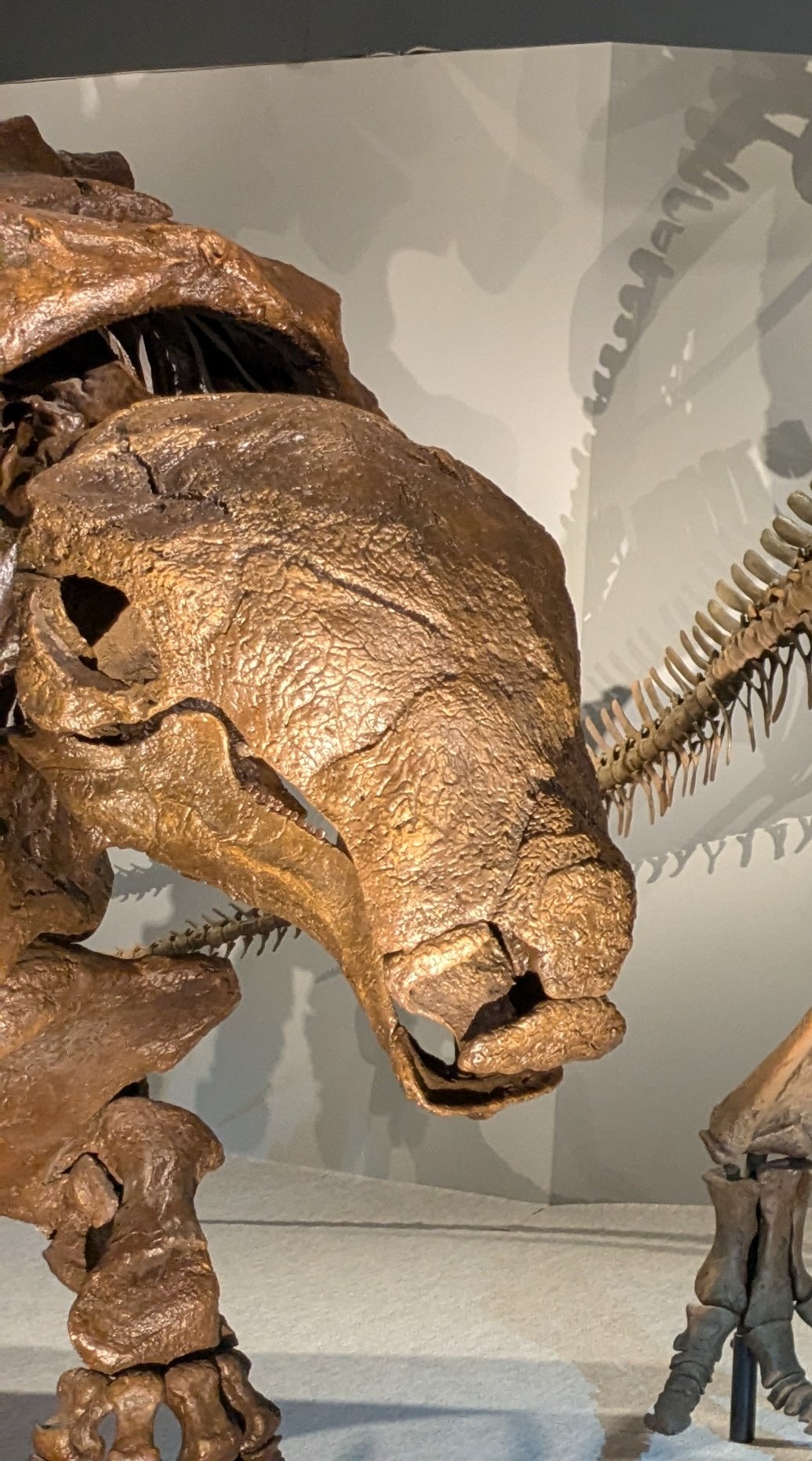 デンバーサウルス / イベント: DinoScience 恐竜科学博 ～ララミディア大陸の恐竜物語～の写真