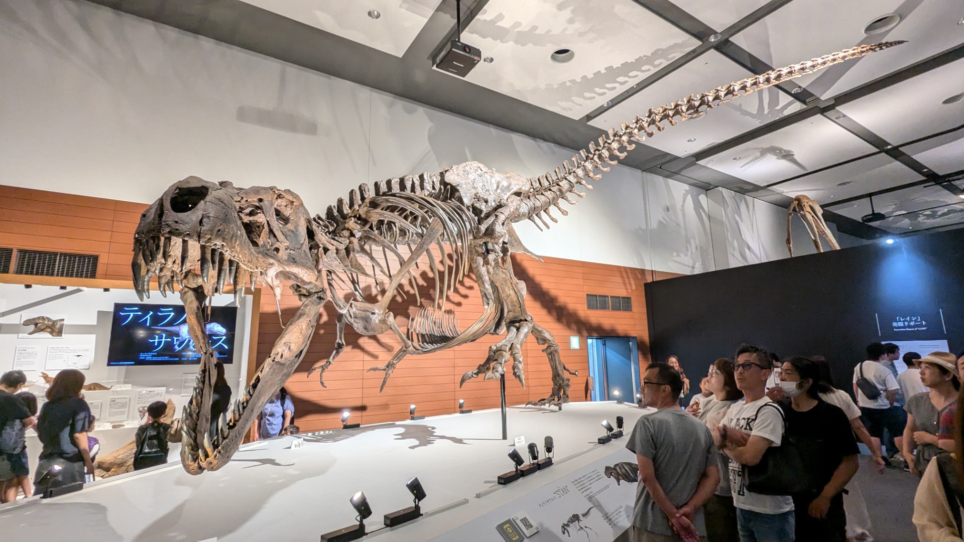 ティラノサウルス / イベント: DinoScience 恐竜科学博 ～ララミディア大陸の恐竜物語～の写真