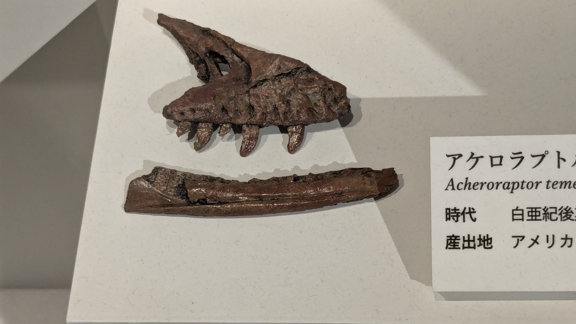 アケロラプトル / イベント: DinoScience 恐竜科学博 ～ララミディア大陸の恐竜物語～の写真