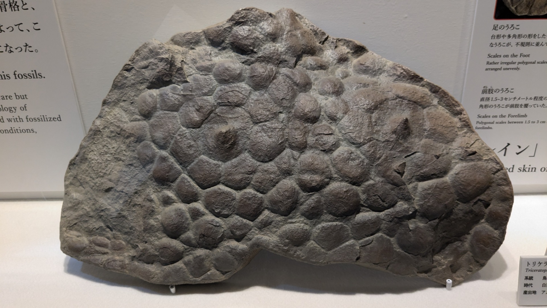 トリケラトプス / イベント: DinoScience 恐竜科学博 ～ララミディア大陸の恐竜物語～の写真