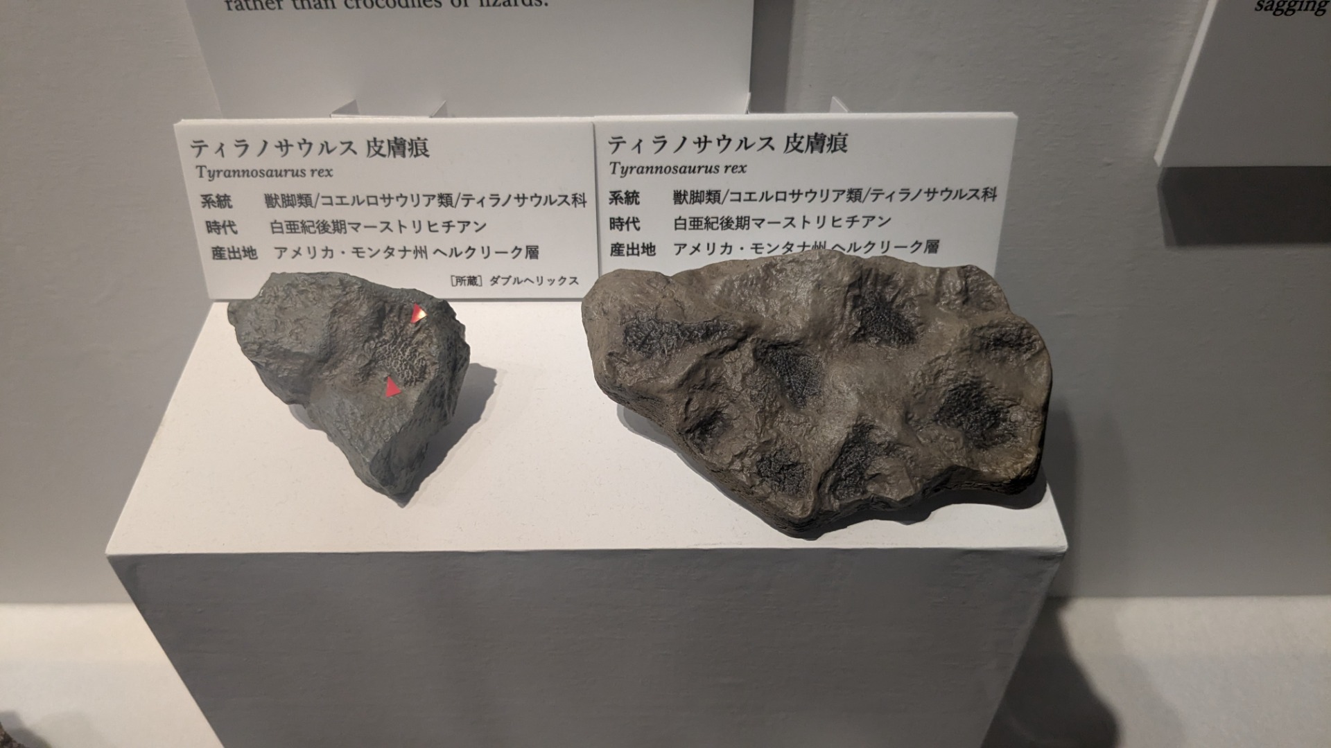 ティラノサウルス / イベント: DinoScience 恐竜科学博 ～ララミディア大陸の恐竜物語～の写真