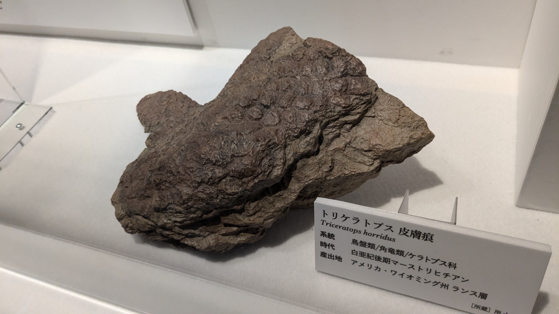 トリケラトプス / イベント: DinoScience 恐竜科学博 ～ララミディア大陸の恐竜物語～の写真