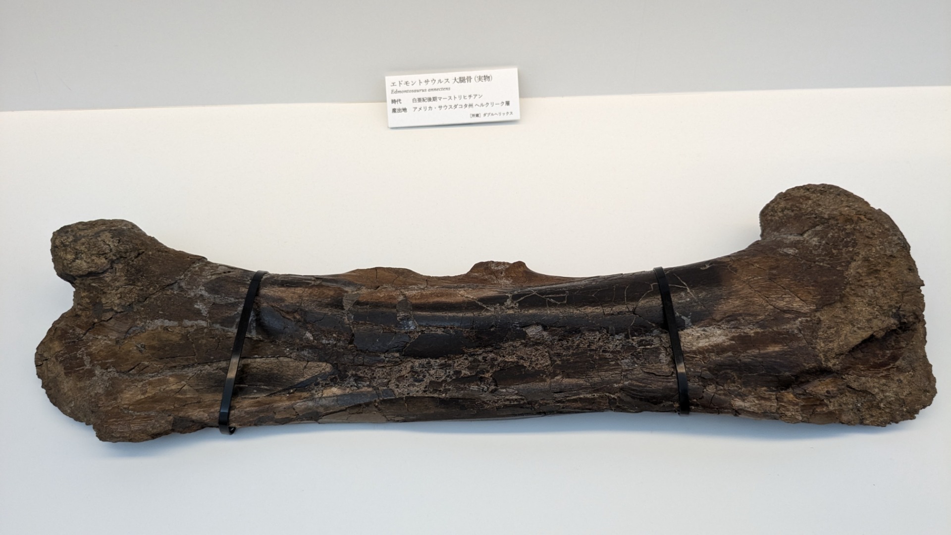 エドモントサウルス / イベント: DinoScience 恐竜科学博 ～ララミディア大陸の恐竜物語～の写真