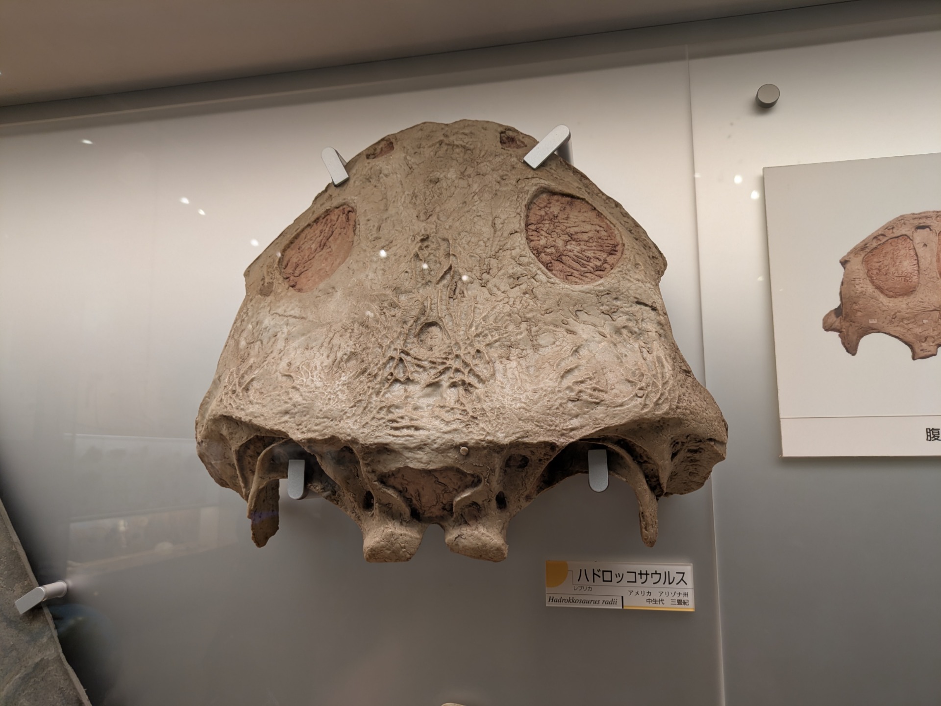ハドロッコサウルス / 撮影地: のんほいパーク（豊橋総合動植物公園）の写真