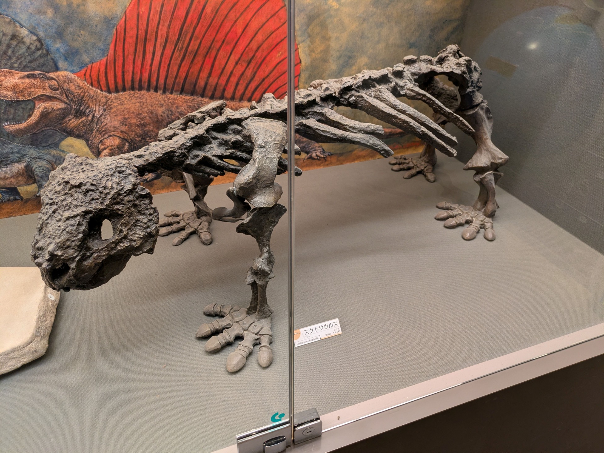スクトサウルス / 撮影地: のんほいパーク（豊橋総合動植物公園）の写真