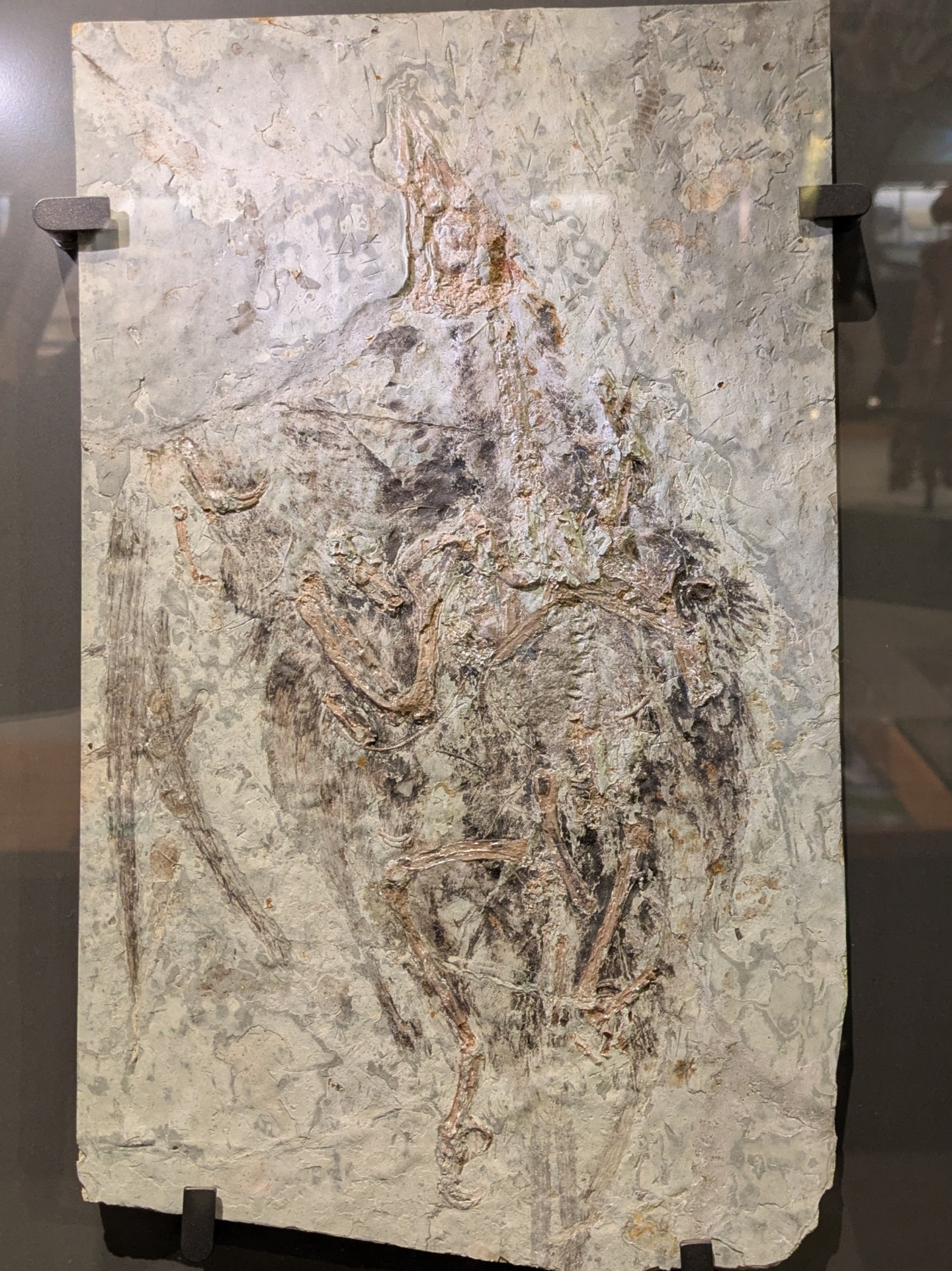 孔子鳥 / 撮影地: のんほいパーク（豊橋総合動植物公園）の写真